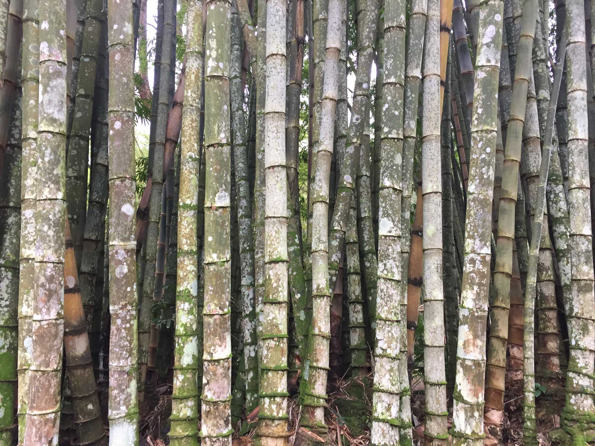 Photograph of bamboo stems. The node on the stem are easy to see because they look like series of shallow furrows encircling each stem at more or less regular intervals.