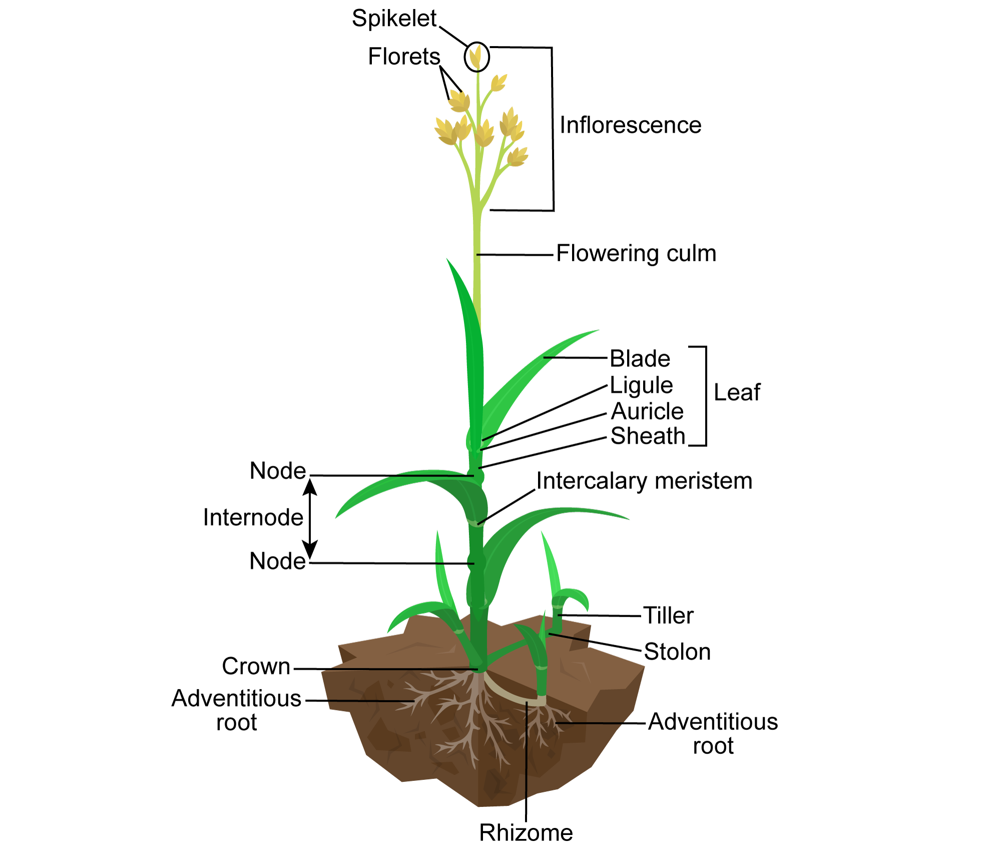 Diagram of a grass plant showing above and below-ground parts with labels. Labels include, from top to bottom: Spikelet, florets, inflorescence, flowering culm, leaf (with blade, ligule, auricle, and sheath), intercalary meristem between the leaf blade and sheath, node and internode on the culm, the crown at the base of the culm, rhizome, stolon, tiller, and adventitious roots.