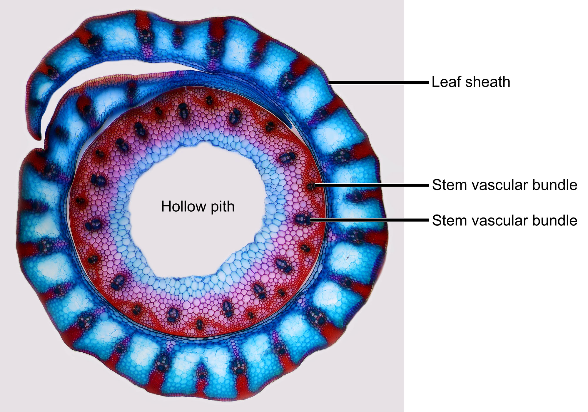 Photograph of a stained cross section of a rye stem surrounded by a leaf sheath taken under a microscope. The photo shows a stem with a hollow pith surrounded by two rings of vascular bundles (inner ring of larger bundles and outer ring of smaller bundles). The leaf sheath has a single line of bundles, each with extensions connecting the bundle to the upper and lower epidermis of the leaf.