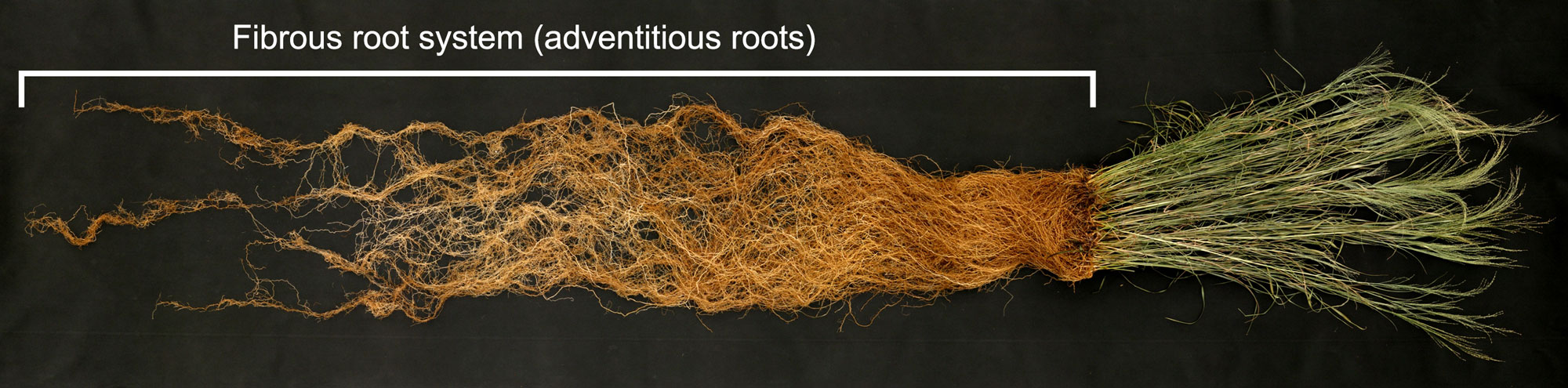 Photograph of a switchgrass showing the fibrous root system. The plant is arranged horizontally with roots to the left and above-ground parts to the right. A white bracket is used to indicate the root system. The roots are brown in color and similar in size, almost looking like a mass of hair.