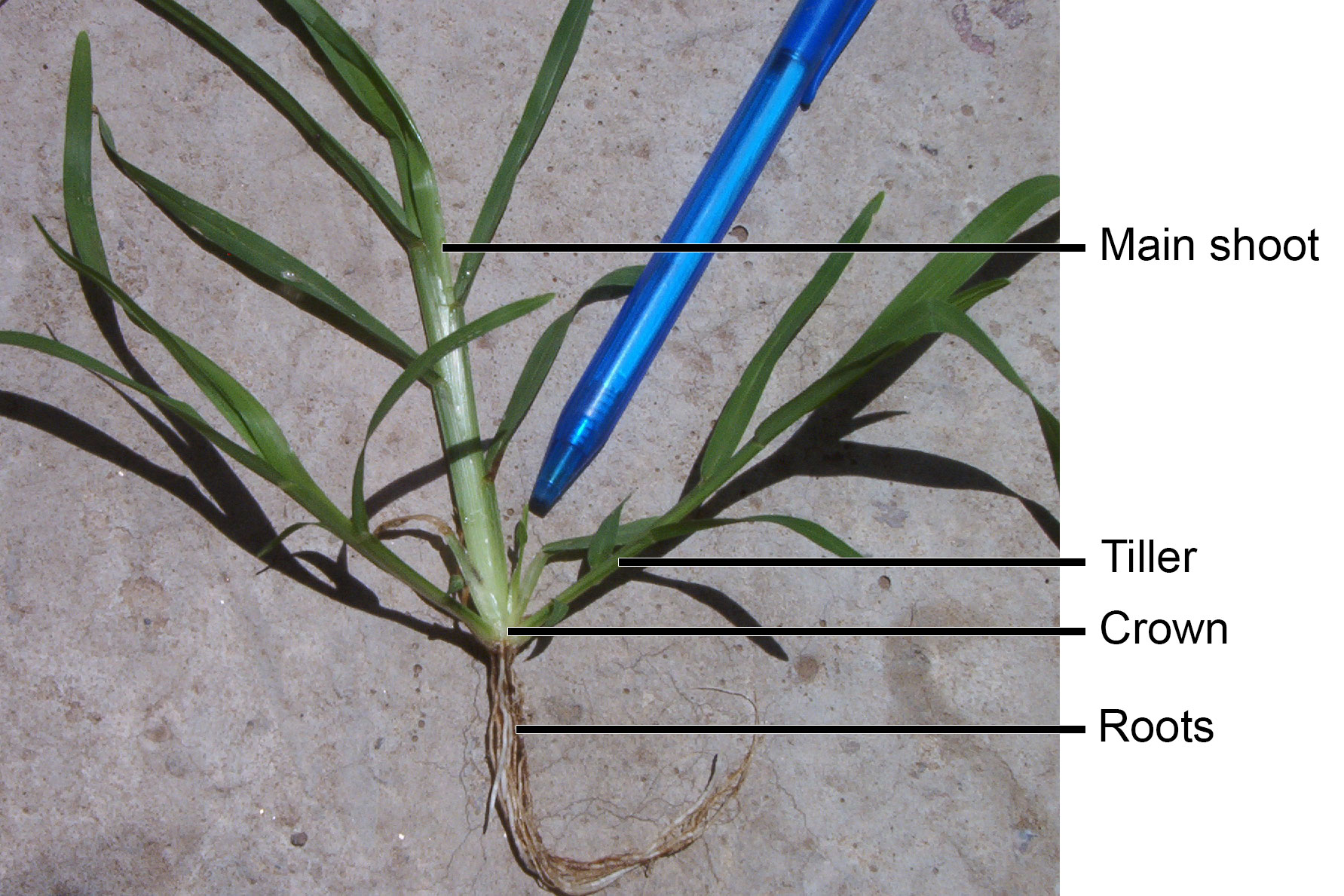 Photograph of the base of a grass plant with labels showing the parts. From top to bottom, these are the main shoot, a tiller, the crown, and the roots. A pen is in the image pointing a structure on the grass, maybe a small tiller.