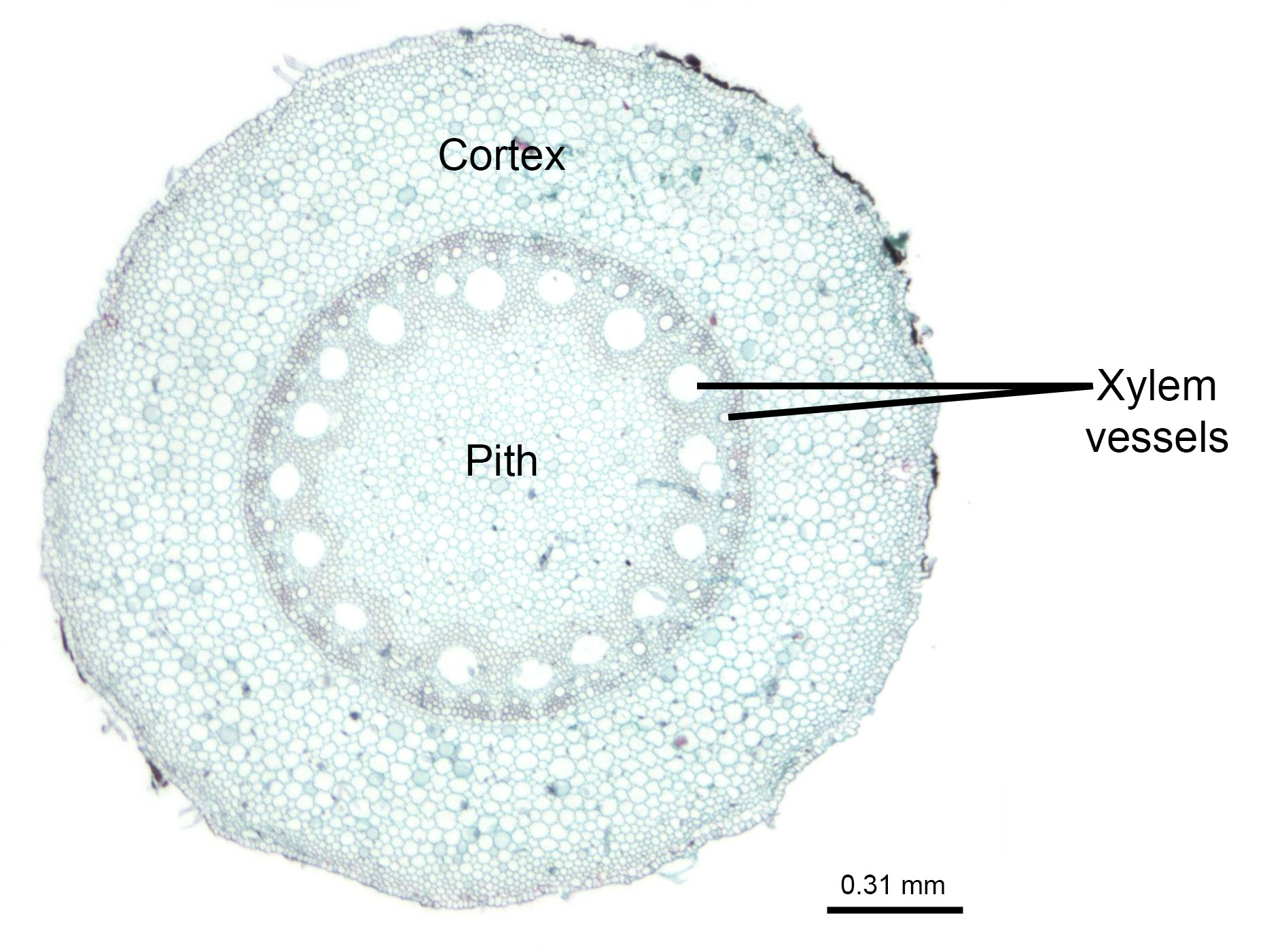 Photograph of a stained cross section of a maize root taken with a microscope. The photo shows a circular root with a large cortex, a large pith, and a ring of vascular tissue in between. Two xylem vessels, one large and one small, indicated by empty spaces, are labeled.