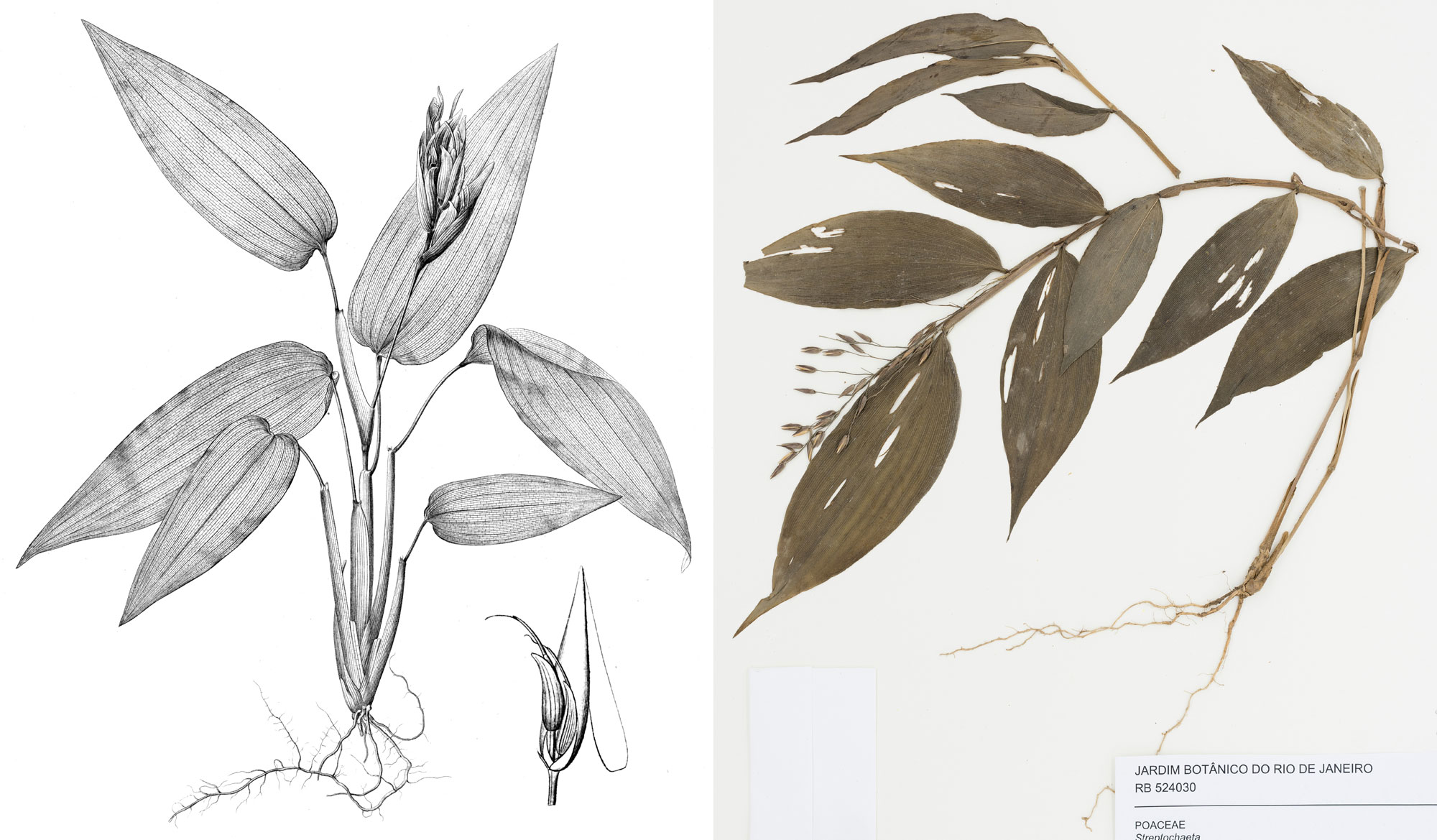 2-panel figure showing grasses in Anomochlooideae. Panel 1: Line drawing of a plant. The drawing shows a small plant with ovate leaves and an inflorescence. Panel 2: Photograph of a herbarium specimen showing a stem, alternately arranged elliptical leaves, and a terminal inflorescence.