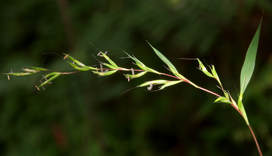 Photograph of an inflorescence of Mauritian grass. The photo shows a delicate inflorescence oriented horizontally with its tip to the left. The spikelets are widely spaced on a thin, red stalk. Many of the spikelets are open, exposing minute anthers and fuzzy white stigmas.