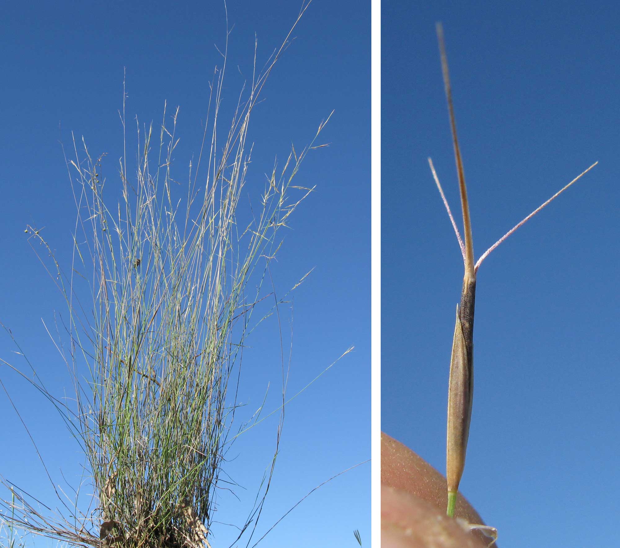 2-panel figure showing photographs of purple wire grass. Panel 1: Photograph of a clump of grass showing thin, spindly stems. Panel 2: Photograph of a single spikelet held between a person's thumb and forefinger. The spikelet has three awns, or long pointed extensions, each at about a 45-degree angle from the tip of the spikelet.