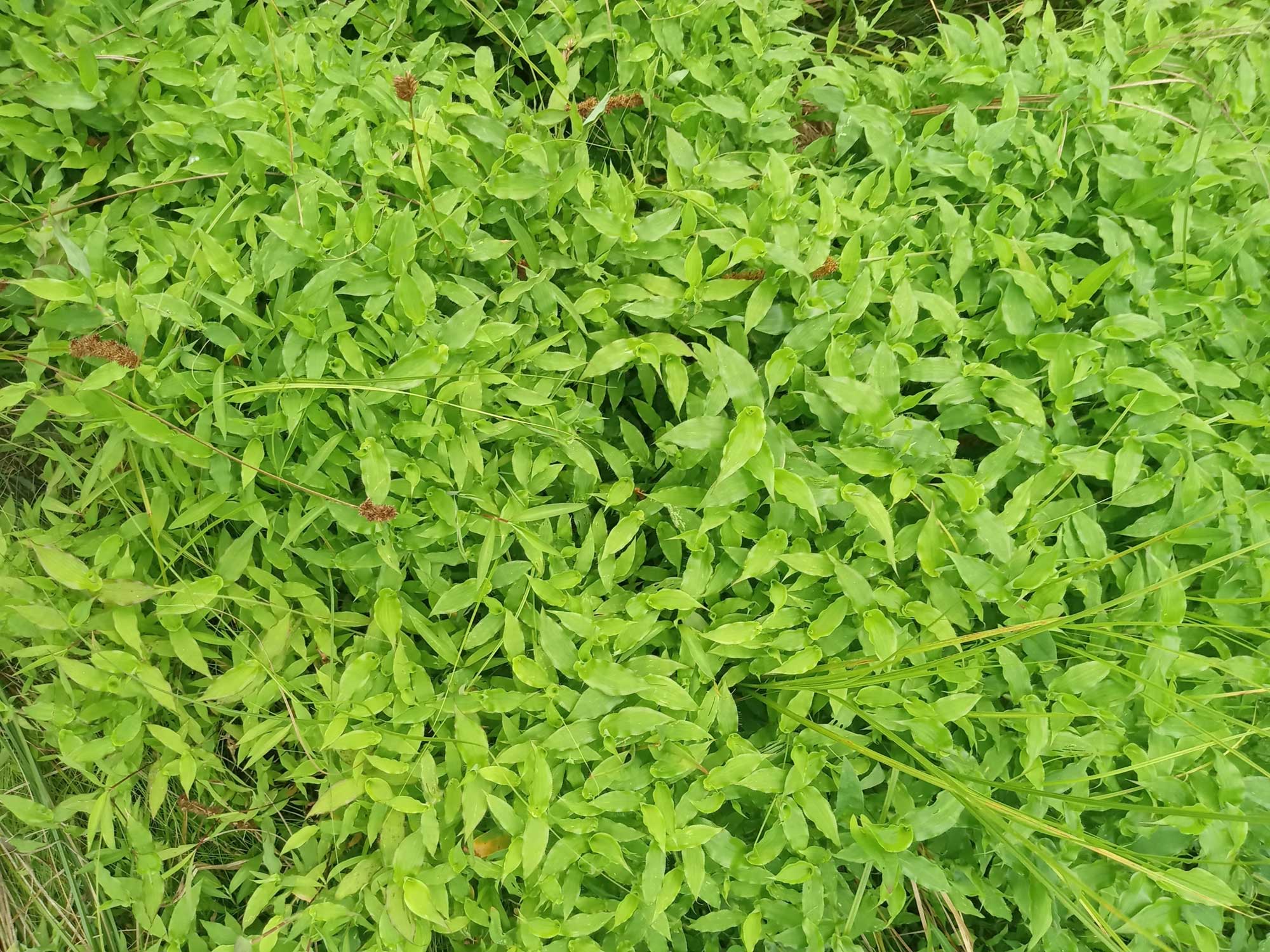 Photograph of small carpetgrass. Teh photo shows the ground covered with low-growing plants that have ovate leaves with wavy margins.
