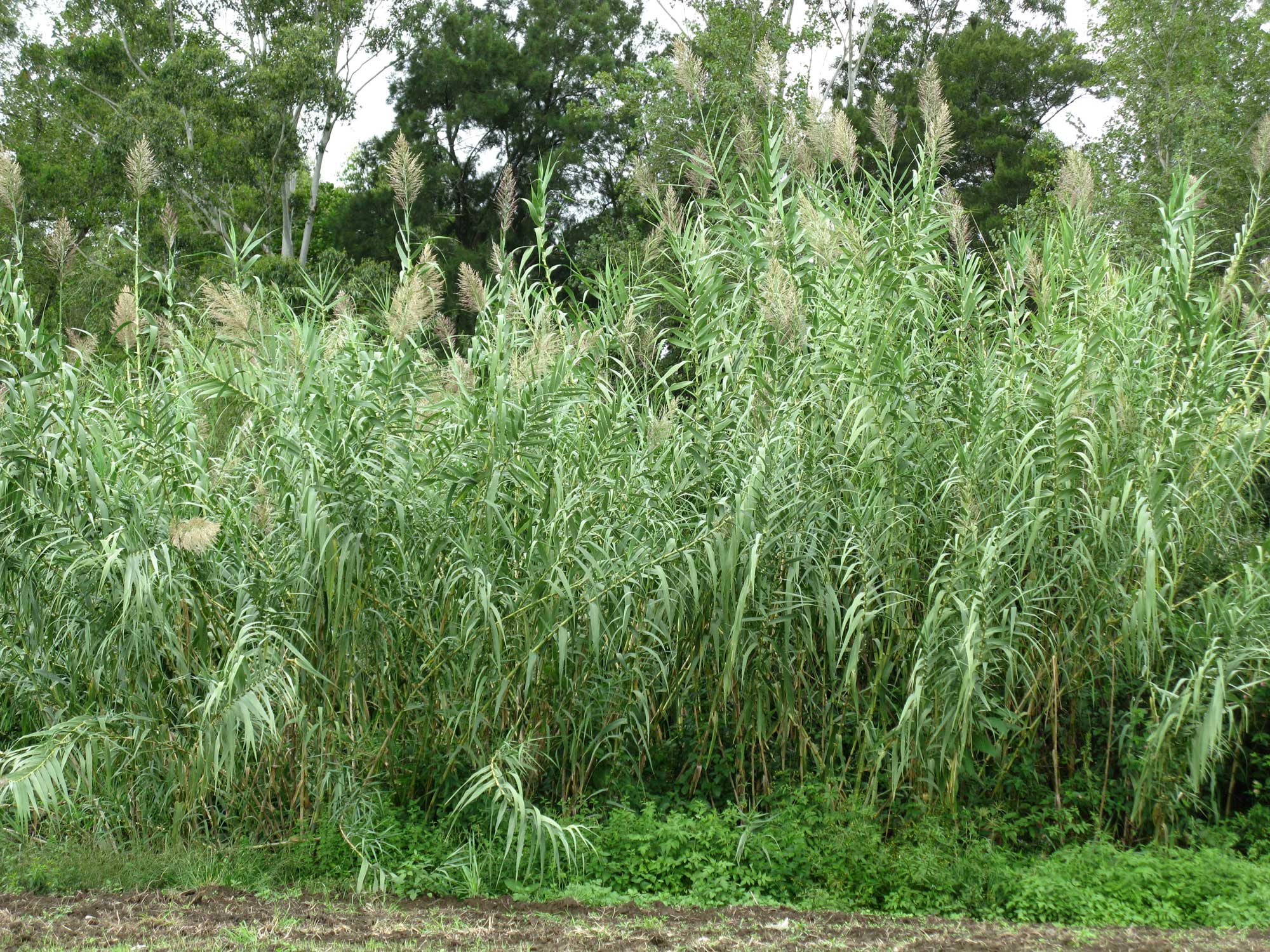Photograph of a clump of giant reed plants growing in Australia. The photo shows a tight group of plants. The reeds have tall stems with thin-pointed leaves. The stems end in inflorescences.
