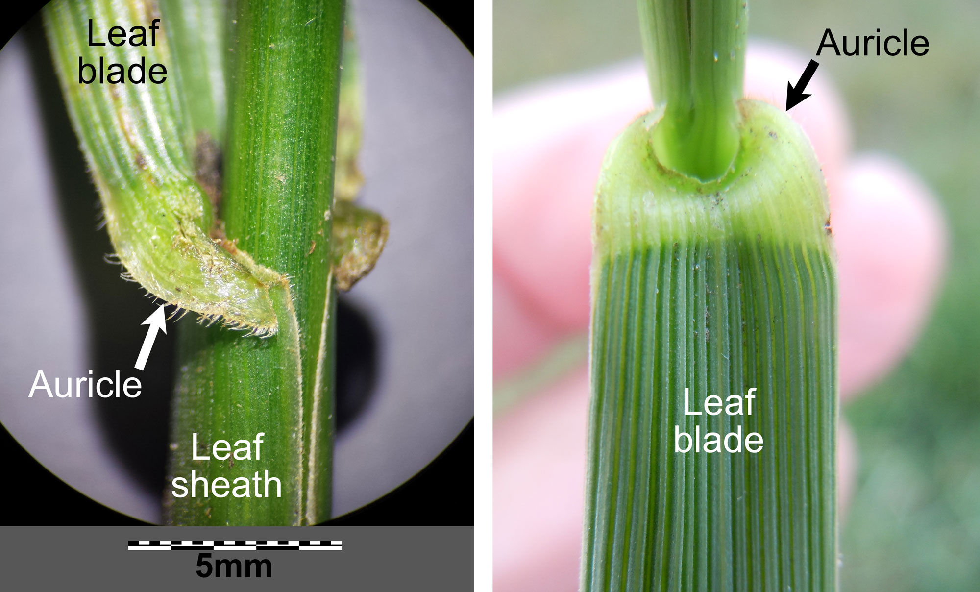 Photographs of the leaf of tall fescue from two different plants, showing two views of the auricles at the junction of the leaf sheath and the leaf blade. The left photo shows the auricle from the side, the right shows the auricle from above, with the auricle pulled away from the stem.