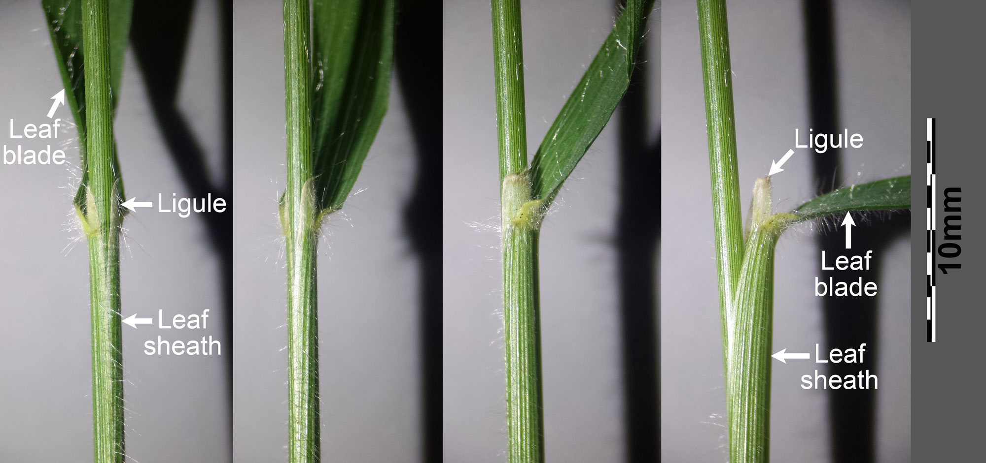 Photographs of a portion of a stem and leaf of false brome showing four views, all from the side; the part of the leaf where the sheath and blade meet is shown. The far leaf and far right images are labeled to indicate the leaf blade, leaf sheath, and ligule.