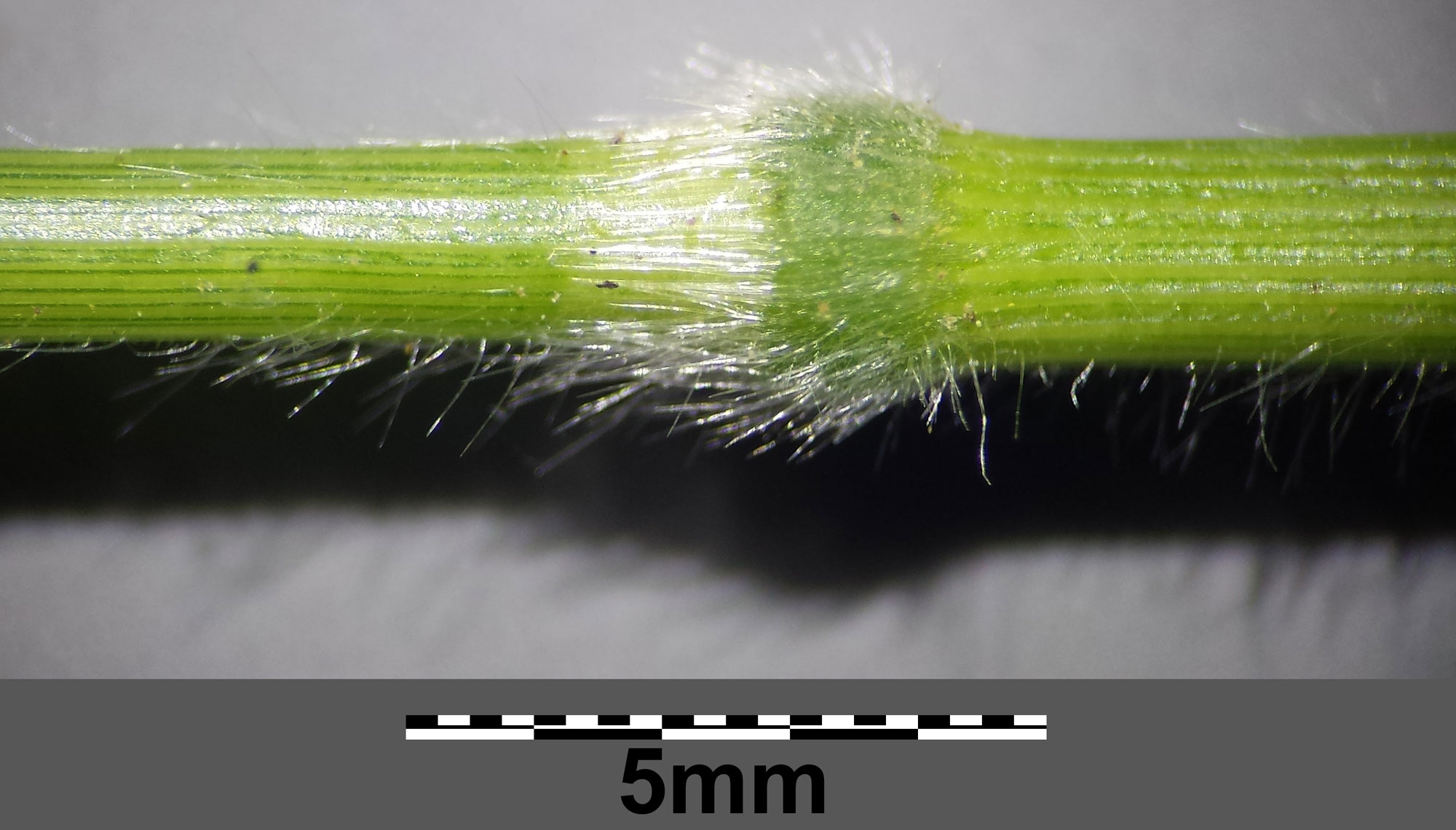 Photograph of the stem of false brome showing a swollen node. The stem is oriented horizontally, and the swollen node has prominent white hairs on it. 