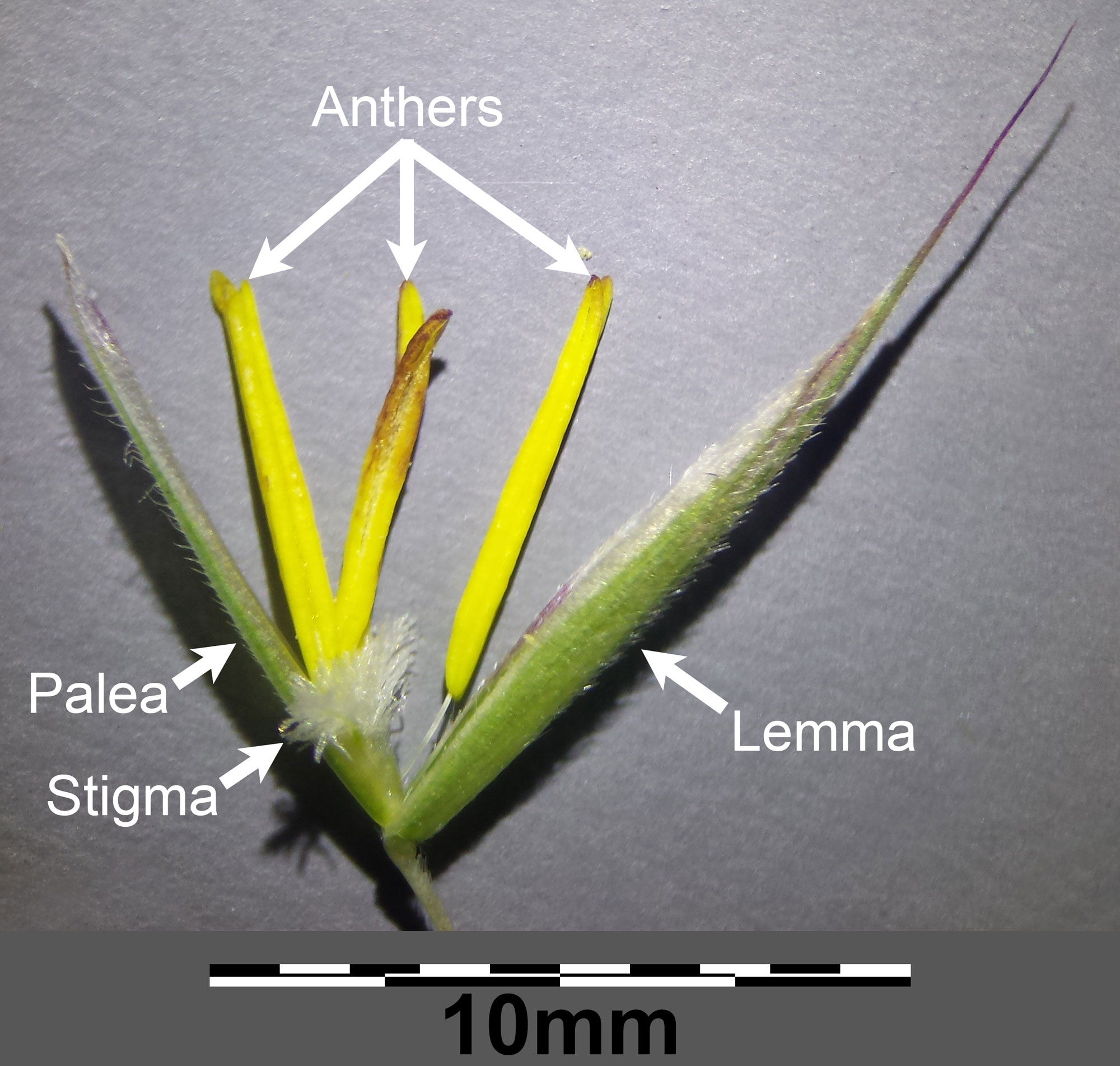 Photograph of a bisexual floret of erect brome opened to show the parts, including lemma, palea, stigma, and anthers. Scale bar is 10 millimeters.
