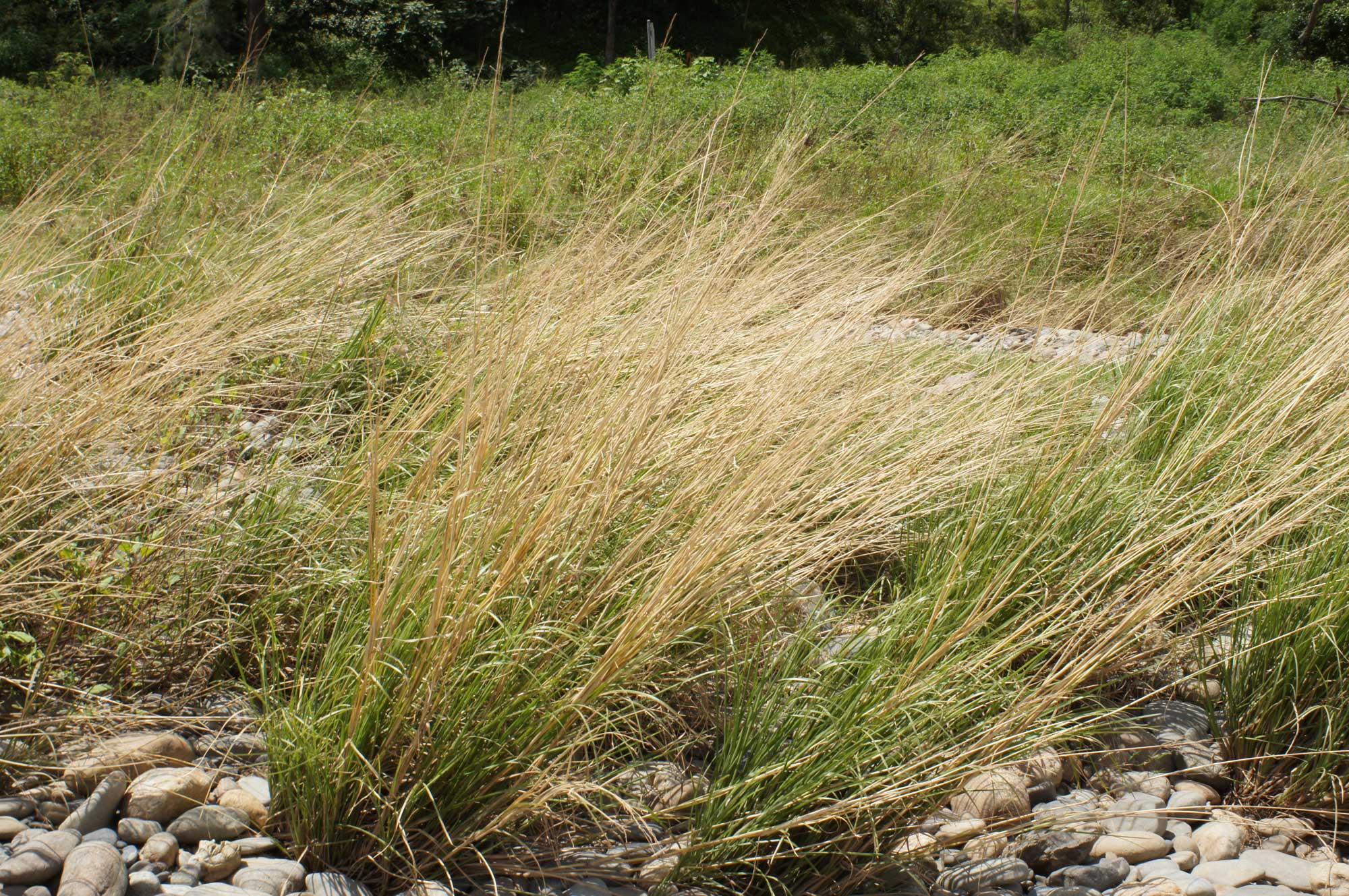 Photograph of Chrysopogon filipes growing in the Macleay River, Australia. The photo shows a dry riverbed with large cobbles and clumps of grass growing in it. The grass is a mix of green and yellow dried stalks. The grass clumps are leaning toward the right side of the image.
