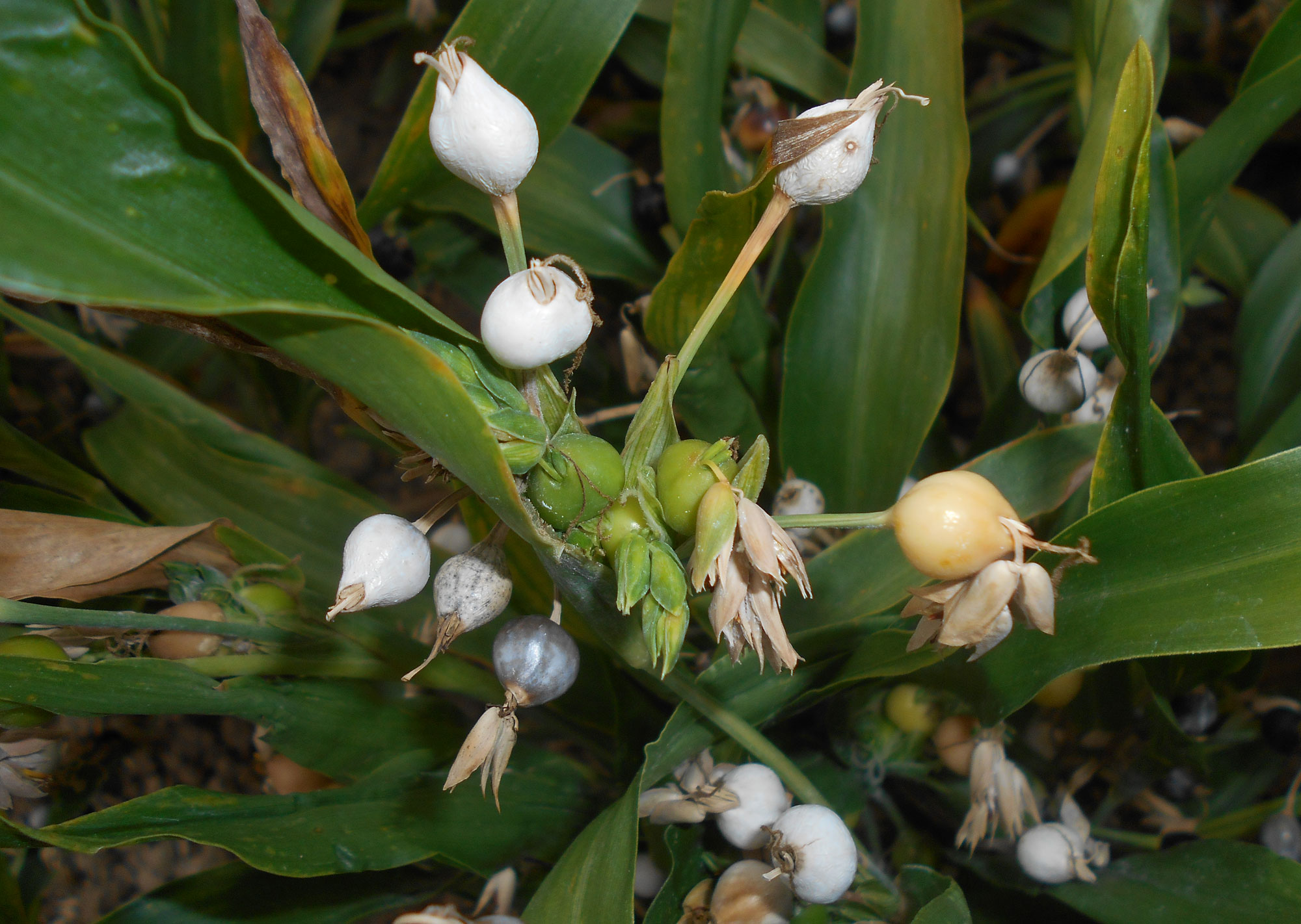 Photograph of cultivated Job's tears. The photo shows a close-up of a group of spikelets. The are large and ovate and vary in color from light gray to dark gray to beige.