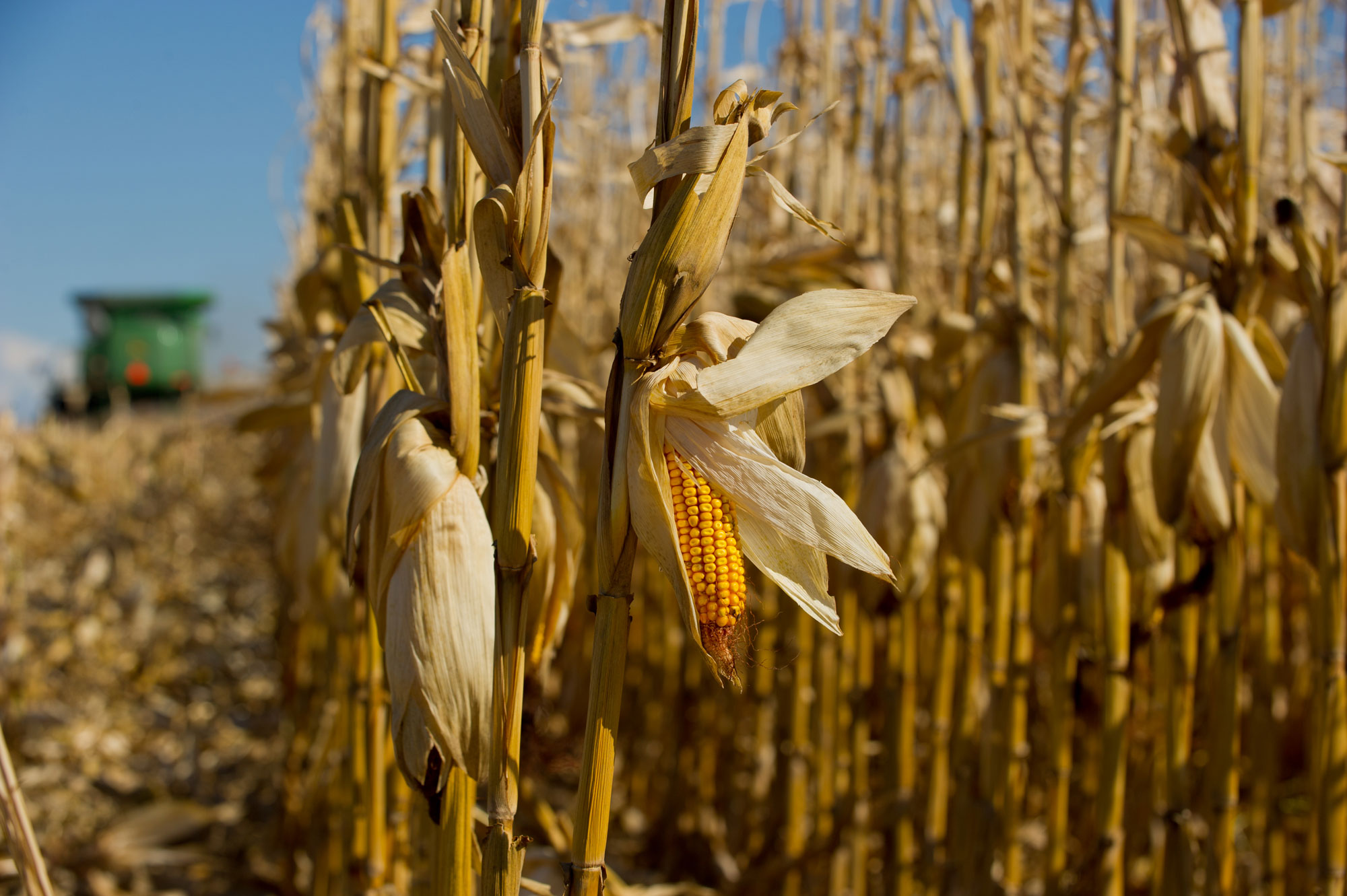Photograph of maize. The photo shows a close-up rows of dried cornstalks with mature corn. The husk has been partially opened on one ear of corn, exposing the kernels. A combine is present in the left background, out of focus.