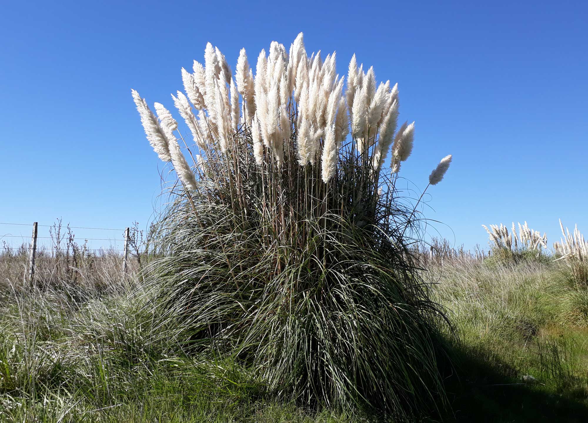 Photograph of a clump of pamaps grass in a field. The photo shows a cluster of grass stems bearing long, thin leaves. Each stem ends in a feathery white inflorescence.