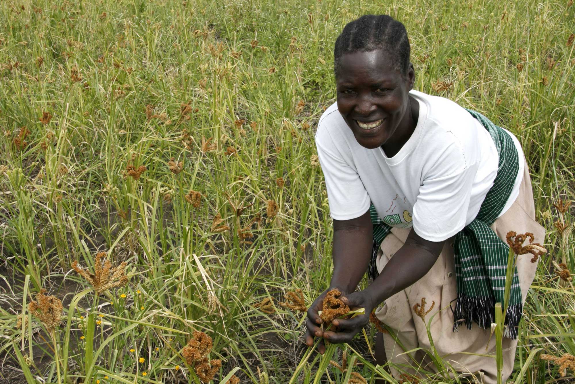 Photograph of a woman standing in a field of finger millet in Uganda. The woman has a white T-shirt, beige pants or a skirt, and a green fringed belt. She is bent over slightly and holding finger millet inflorescences cupped in both hands. She is smiling and looking at the camera. 