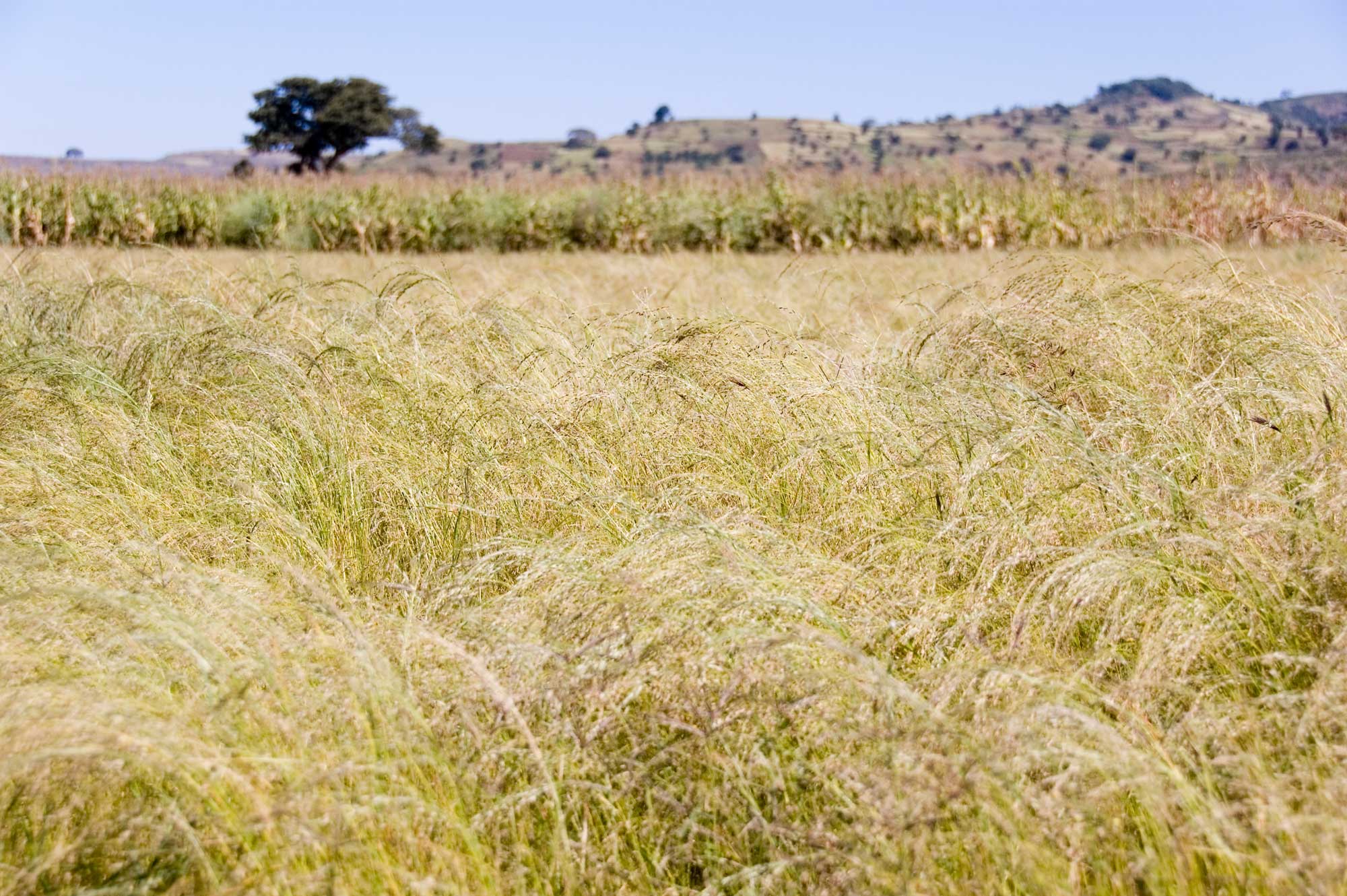 Photograph of a field of teff in Ethiopia. The photograph shows a field of yellow grasses with nodding inflorescences.
