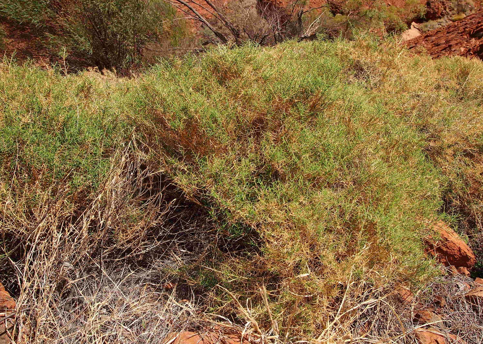 Photograph of a clump of Wanderrie grass in Australia. The photo shwos a shrub-like plant growing in red soil.