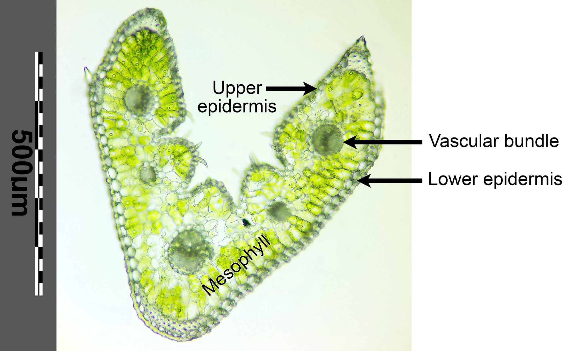 Photograph of a fresh cross section of a furrowed fescue leaf; this leaf is not stained. The photo shows a v-shaped leaf with six veins. Nest of fibers occur at the sides of the leaf and beneath the midvein. Multiple vascular bundles occur in a line to either side of the midvein. The upper and lower epidermis, the vascular bundle, and the mesophyll are labeled.