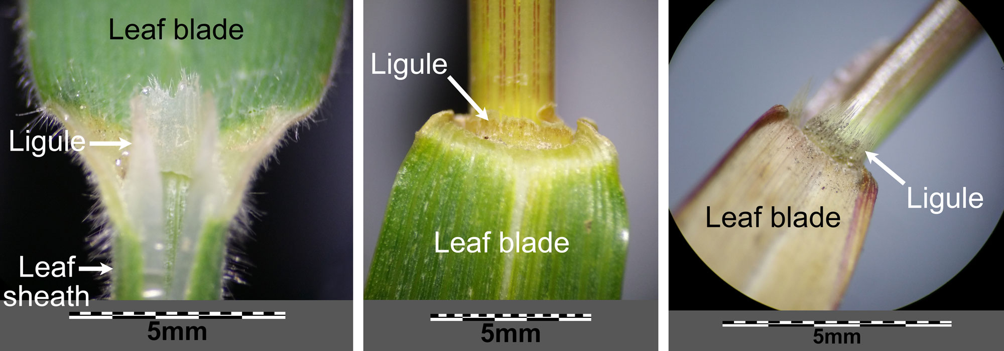 Three-panel image of photographs of grass ligules. Panel 1: Ligule of velvet grass. This ligule is white and somewhat membranaceous. Panel 2: Ligule of spelt. This ligule is short and yellow, with a somewhat fringed edge. Panel 3: Ligule of fall panicgrass. This ligule is bristle-like.