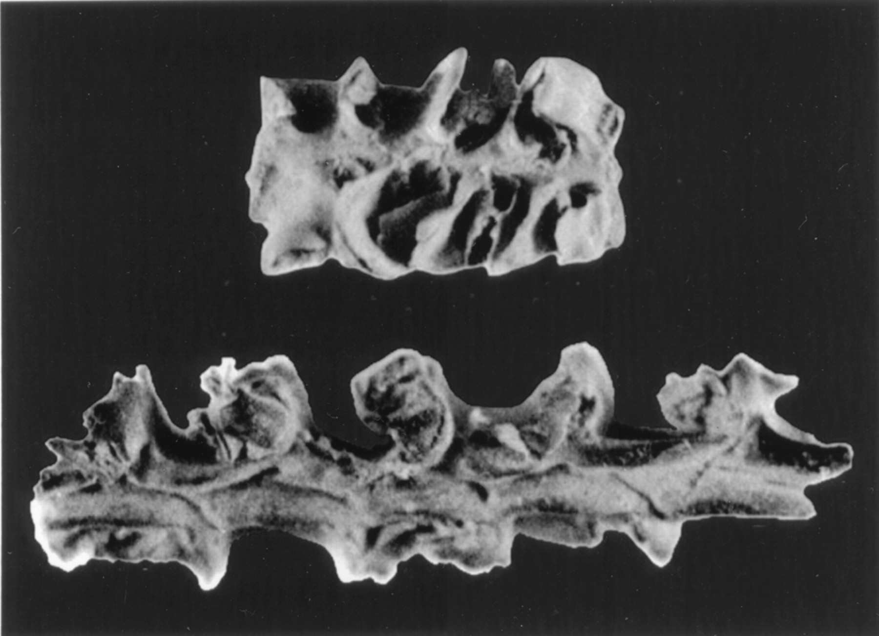 Black and white photograph of corn ears that are more than 6000 years old from Guilá Naquitz cave in Oaxaca, Mexico. The photo shows two linear structures that are partially shriveled.