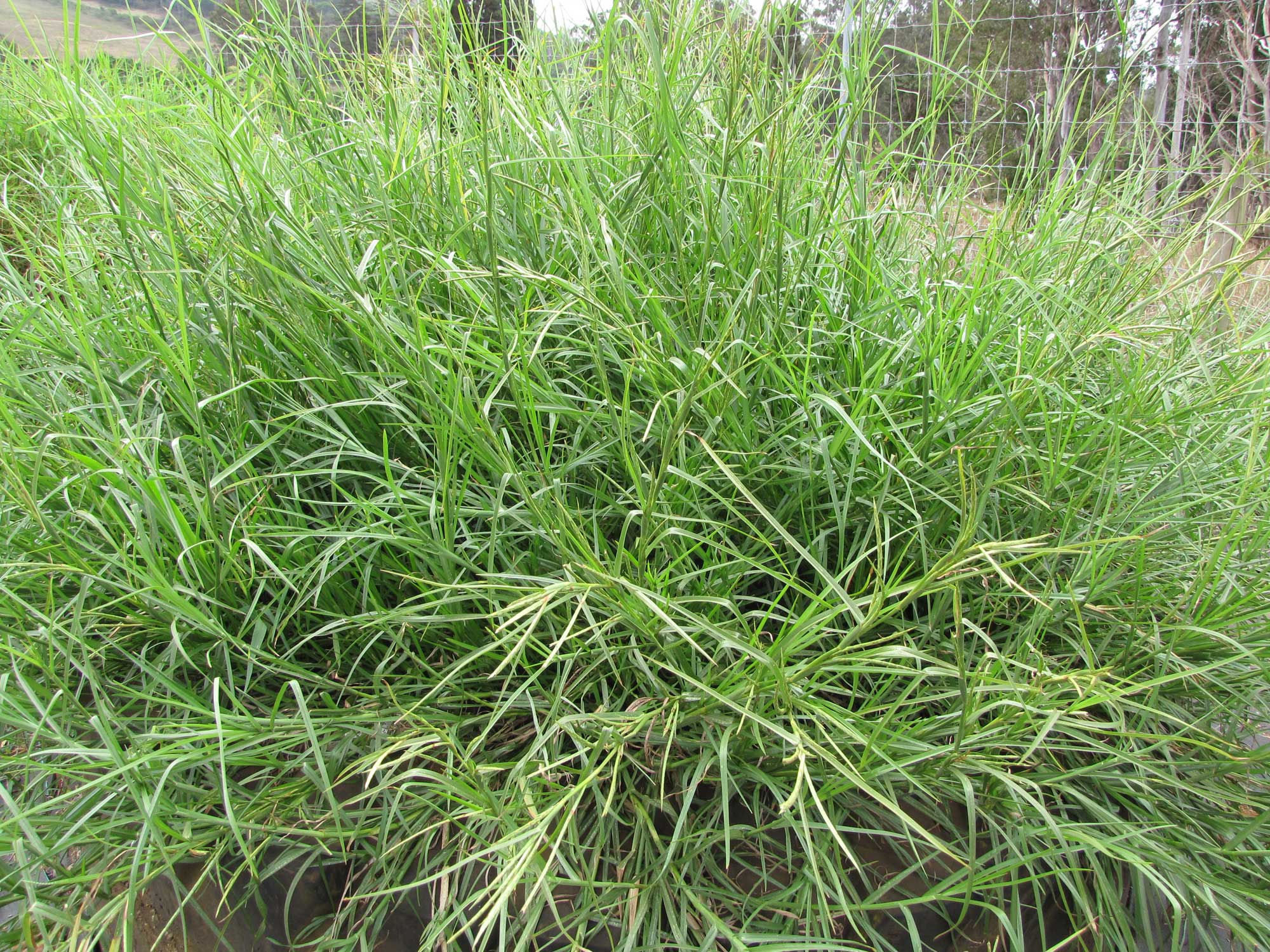 Photograph of limp grass. The photo shows a large clump of long, green grass. Some of the grass stems have inflorescences. 
