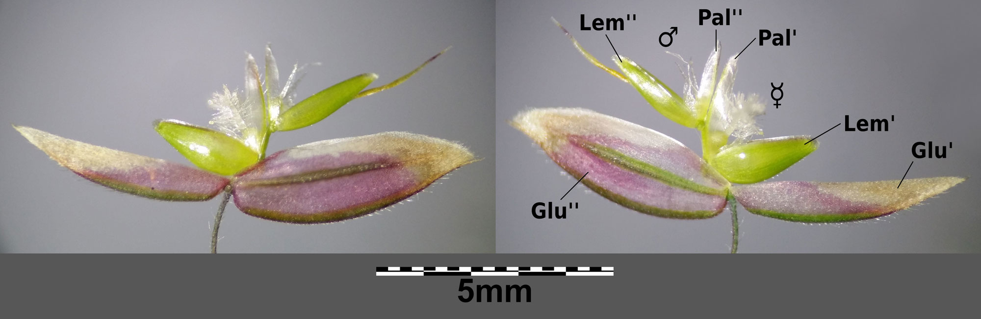 Photographs of a spikelet of velvet grass in two orientations, showing both sides of the spikelet. Labels on the right image indicate the two glumes at the base of the spikelet with two florets above. The lemma, palea, and reproductive parts of each floret are labeled. The lower florest is bisexual, the upper floret is male.