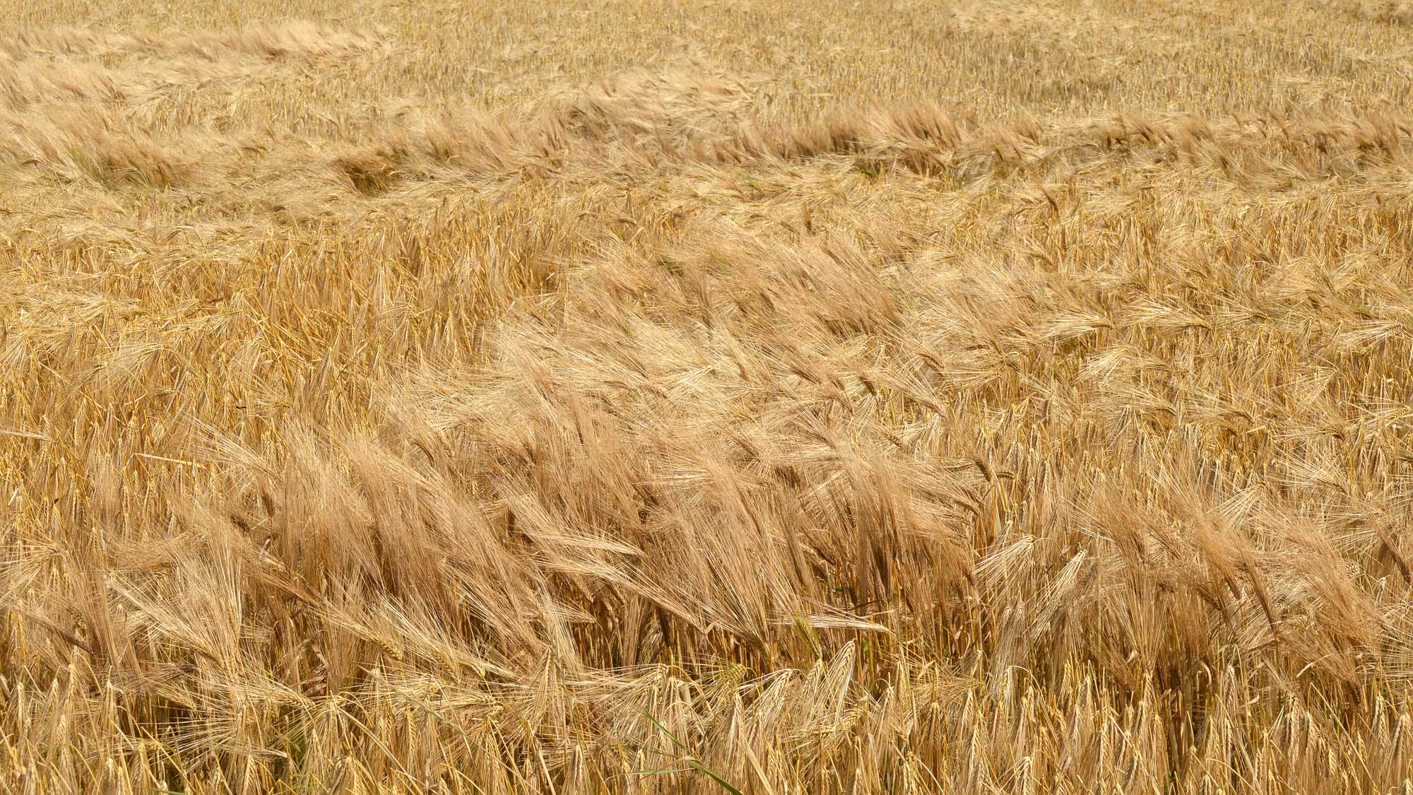 Photograph of a field of barley in Norway. The photo shows a field of golden-brown plants. The awns on the inflorescences of some of the plants are very prominent.