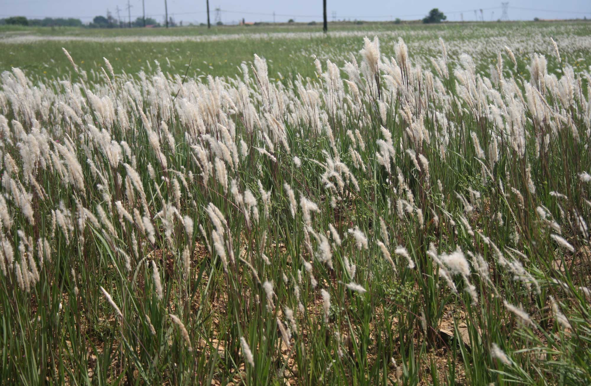 Photograph of cogongrass. The photo shows a large field of tall, green grasses with feathery while inflorescences.