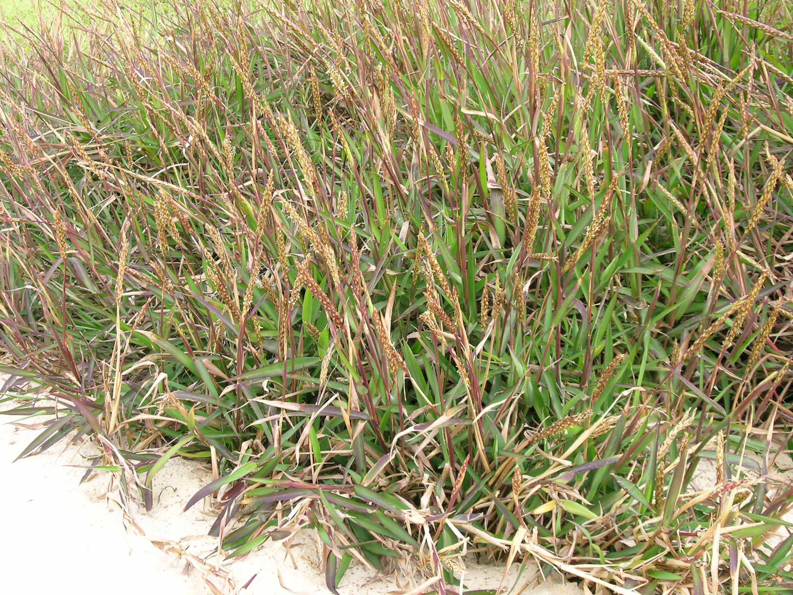 Photograph of Ischaemum triticeum, a type of murainagrass, growing on a sandy beach. The photo shows a tangle of green grass, dry yellow grass leaves, and flowering stalks.