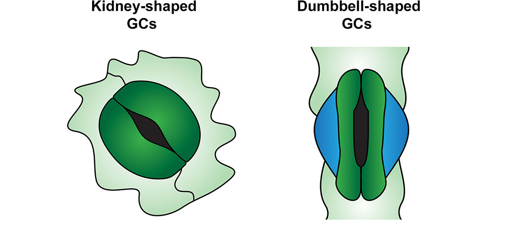 Diagrams showing the difference between the guard cells of a typical flowering plant stoma and the guard cells of a grass stoma. In the typical stoma, the guard cells are kidney-shaped. In the grass stoma, the guard cells are dumbbell-shaped. A single triangular subsidiary cell flanks the outer side of each guard cell. 