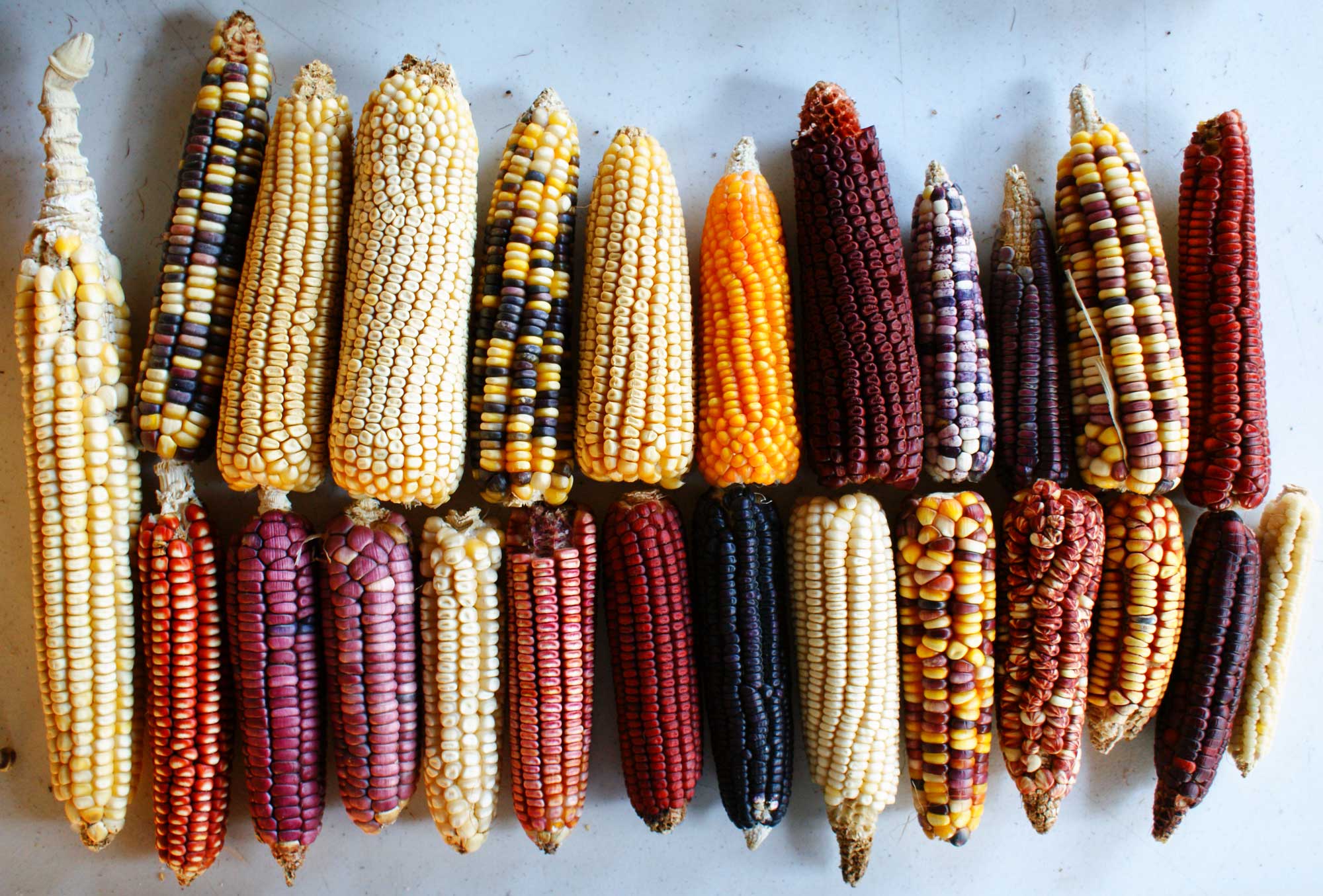 Photograph of maize (corn) ears from Mexico on a white background. The ears have kernels of various colors, from dull yellow to bright yellow to pink, dark red, and nearly black. Some ears have kernels of more than one color, and some ears have kernels of a single color.