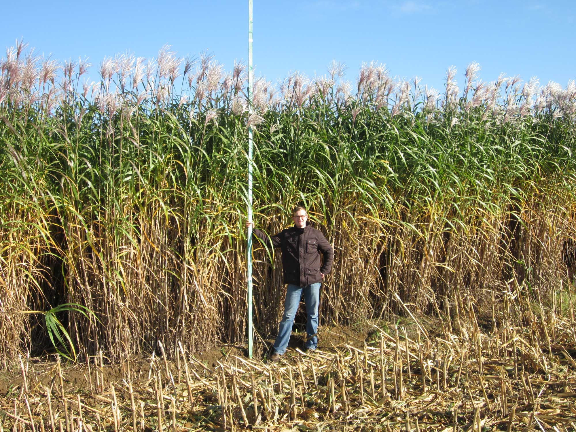 Photograph of a cultivated field of giant miscanthus. A man in a dark jacket and jeans stands in front of the giant miscanthus, holding what appears to be a measuring stick. The stems of the grasses are about twice as tall as the man. The grasses are brown and yellow at the base, green near the top, with leaves all the way up their stems. The inflorescences on top of the stems are silvery white and feathery.
