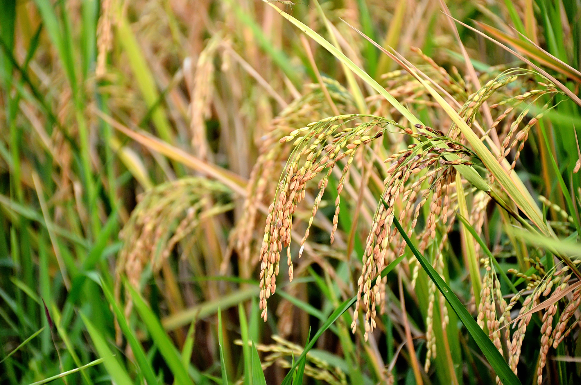 Photograph of inflorescences of cultivated rice. The photos shows inflorescences with green and light brown spikelets hanging down off the ends of the rice plants.