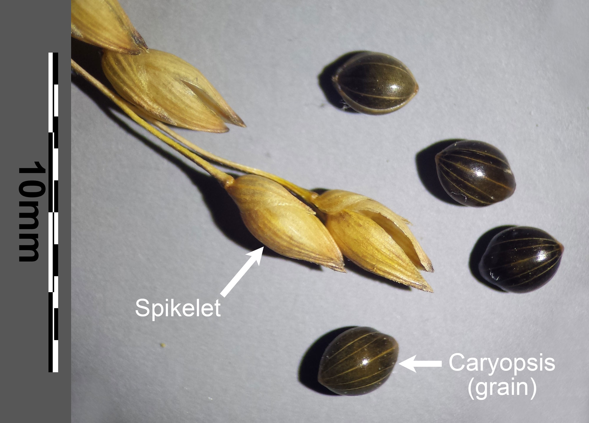 Photograph of broomcorn millet spikelets and caryopses on a white background. The photo shows several spikelets attached to an axis with caryopses laying nearby. The caryopses are shiny and black with vertical stripes. Scale bar is 10 millimeters.