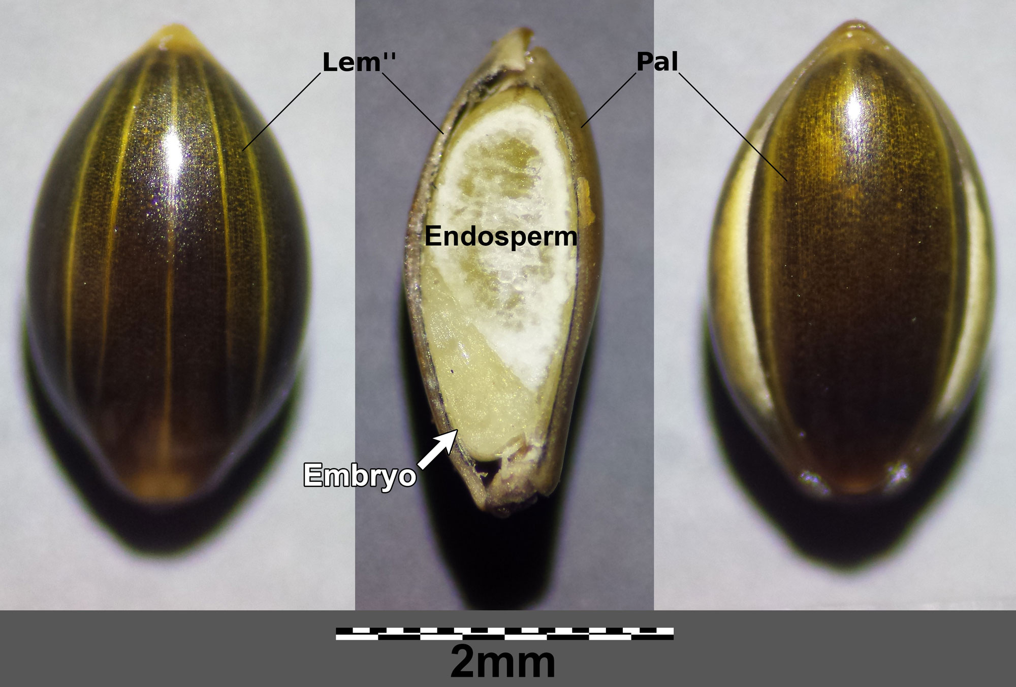 Photographs of a caryopsis of broomcorn millet in three views. The left view shows the side covered by the lemma, the right view shows the side covered by the palea, and the middle view shows a longitudinal section where the embryo and endosperm can be seen. Lemma and palea are labeled on the images, and the endosperm and embryo are labeled in the center image.