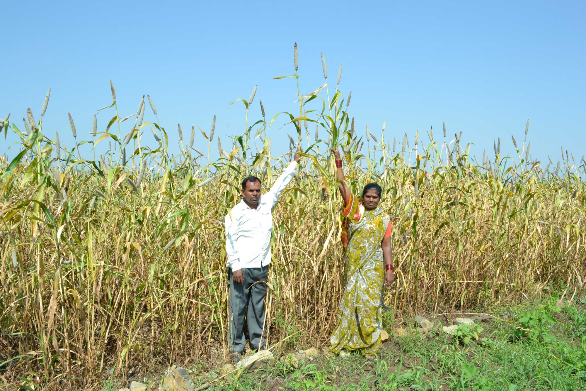 Photograph of two people, a man and a woman, standing at the edge of a cultivated field of pearl millet. The man is wearing a white shirt and gray pants, the woman is wearing a green sari with pink shirt underneath. Both people have one arm raised near a millet plant, showing that the plants are taller.