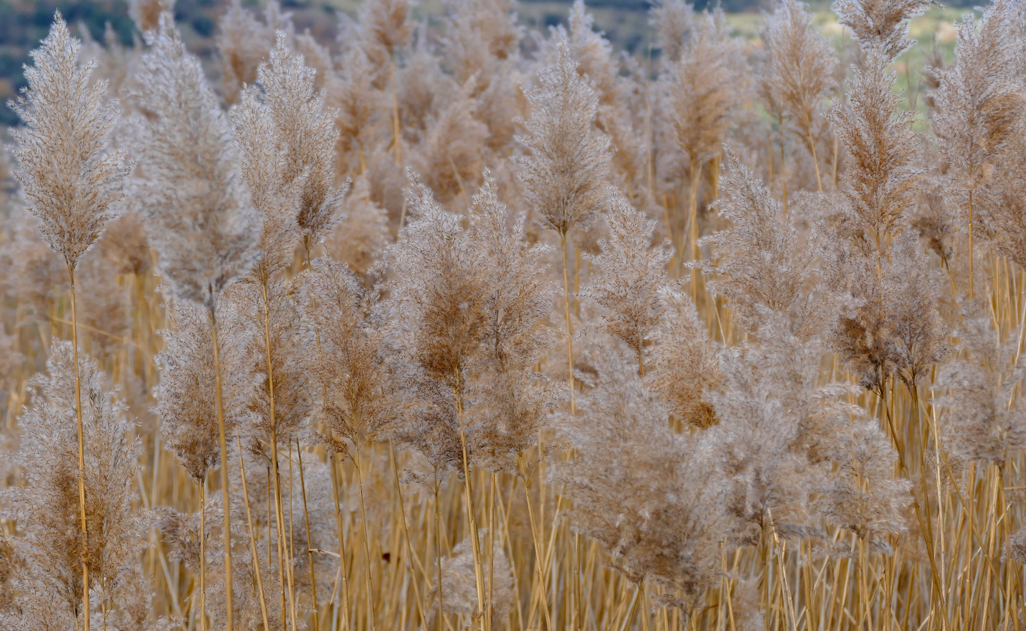 Photograph of common reed inflorescence. The photo shows feathery beige inflorescence at the ends of yellow stalks.