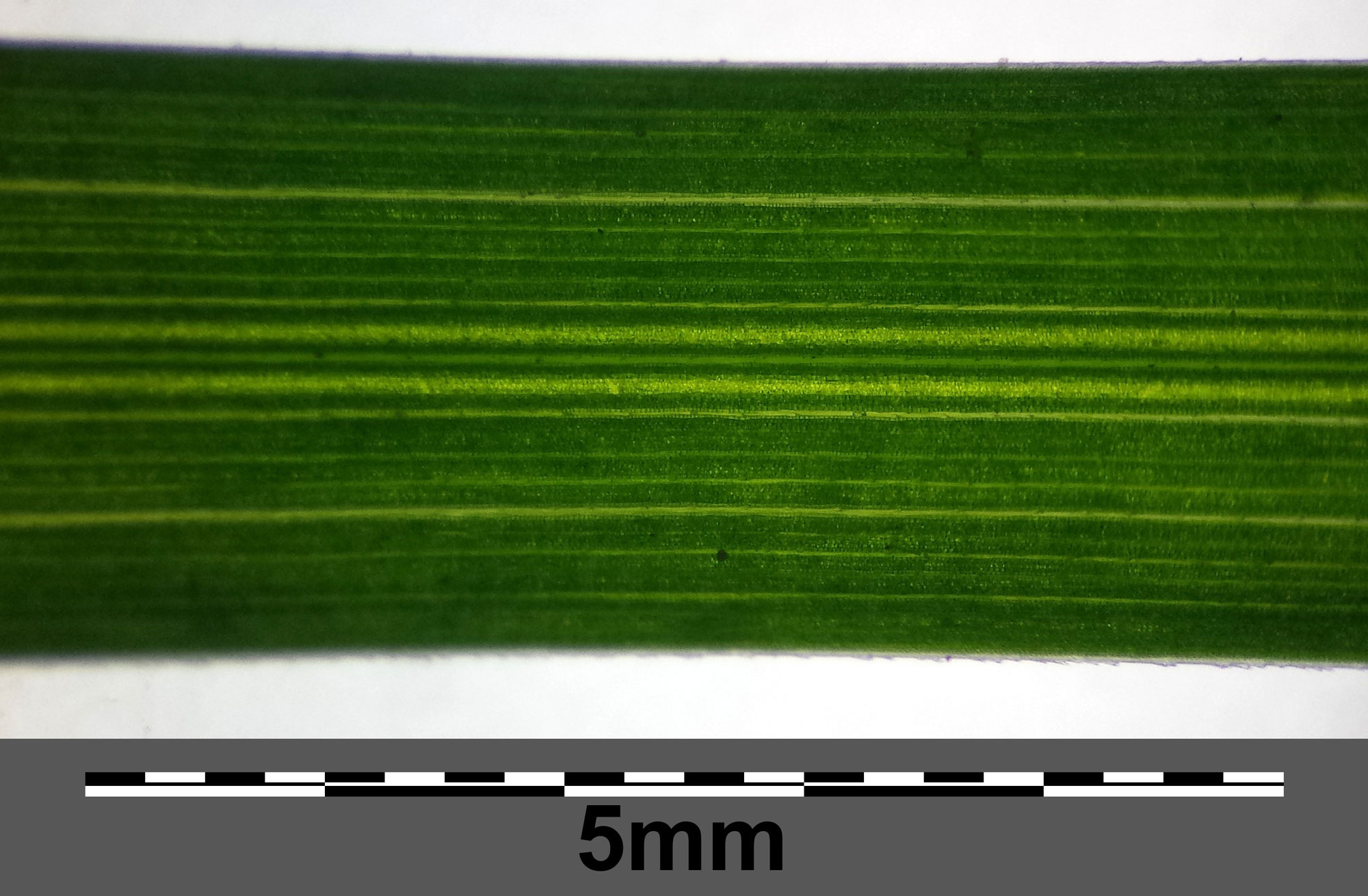 Photograph of a portion of a wood bluegrass leaf showing the double midvein and additional parallel major veins. The leaf is oriented horizontally, scale bar is 5 millimeters.