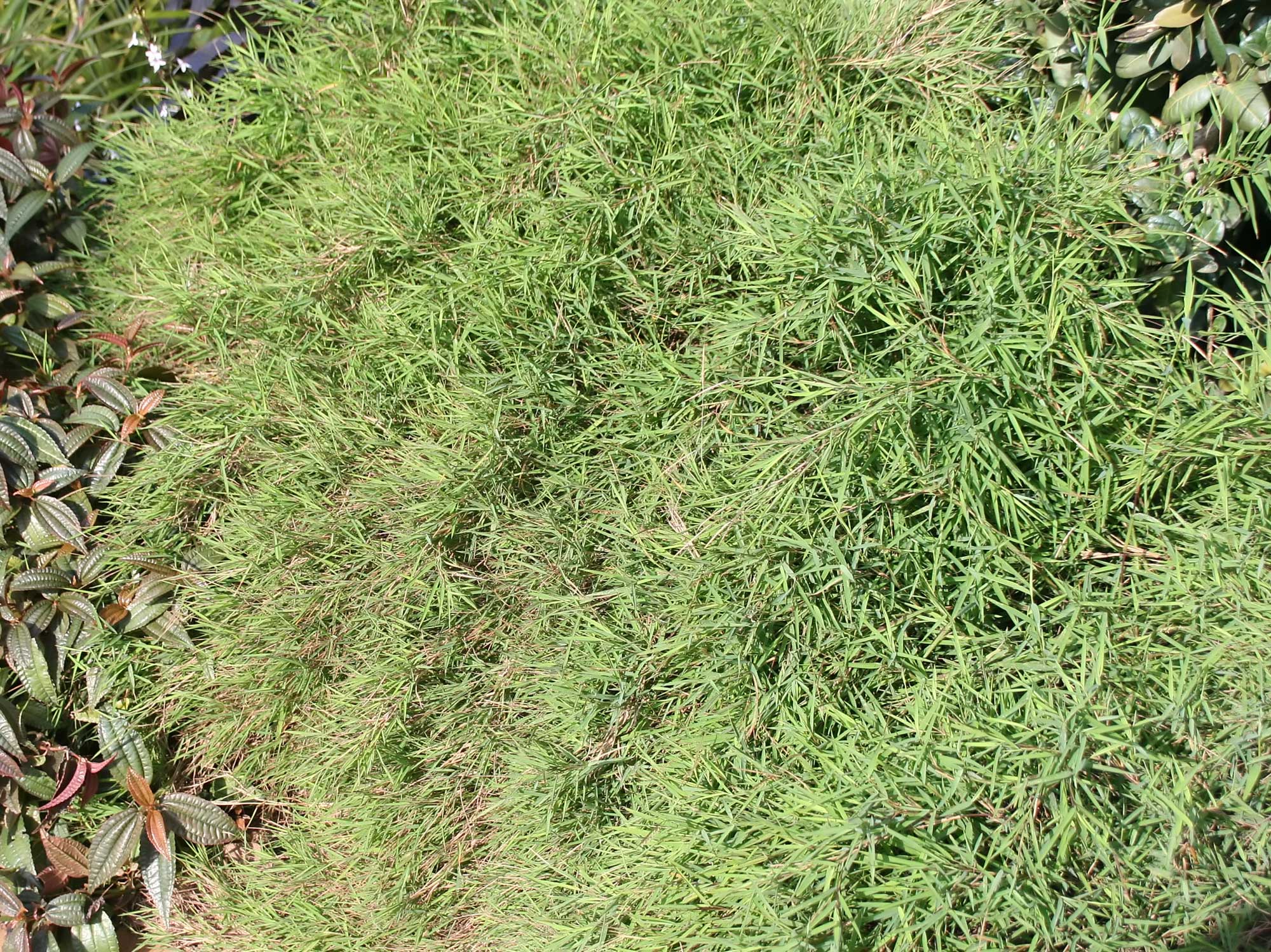 Photograph of cultivated baby bamboo. The photo shows a clump of low-growing grass with short, spiky-looking leaves.