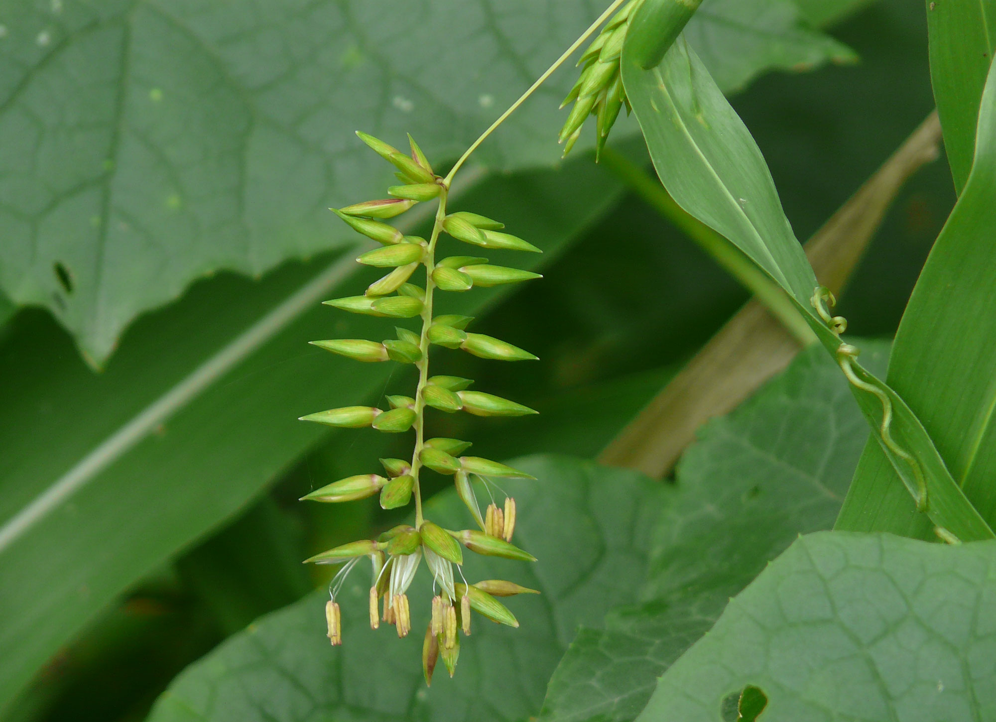 Photograph of an inflorescence of Job's tears. The photo shows a delicate inflorescence hanging vertically, The spikelets at the tip of the inflorescence (bottom of the image) are open, and light yellow anthers are protruding from them. The spikelets near the base of the inflorescence are closed.