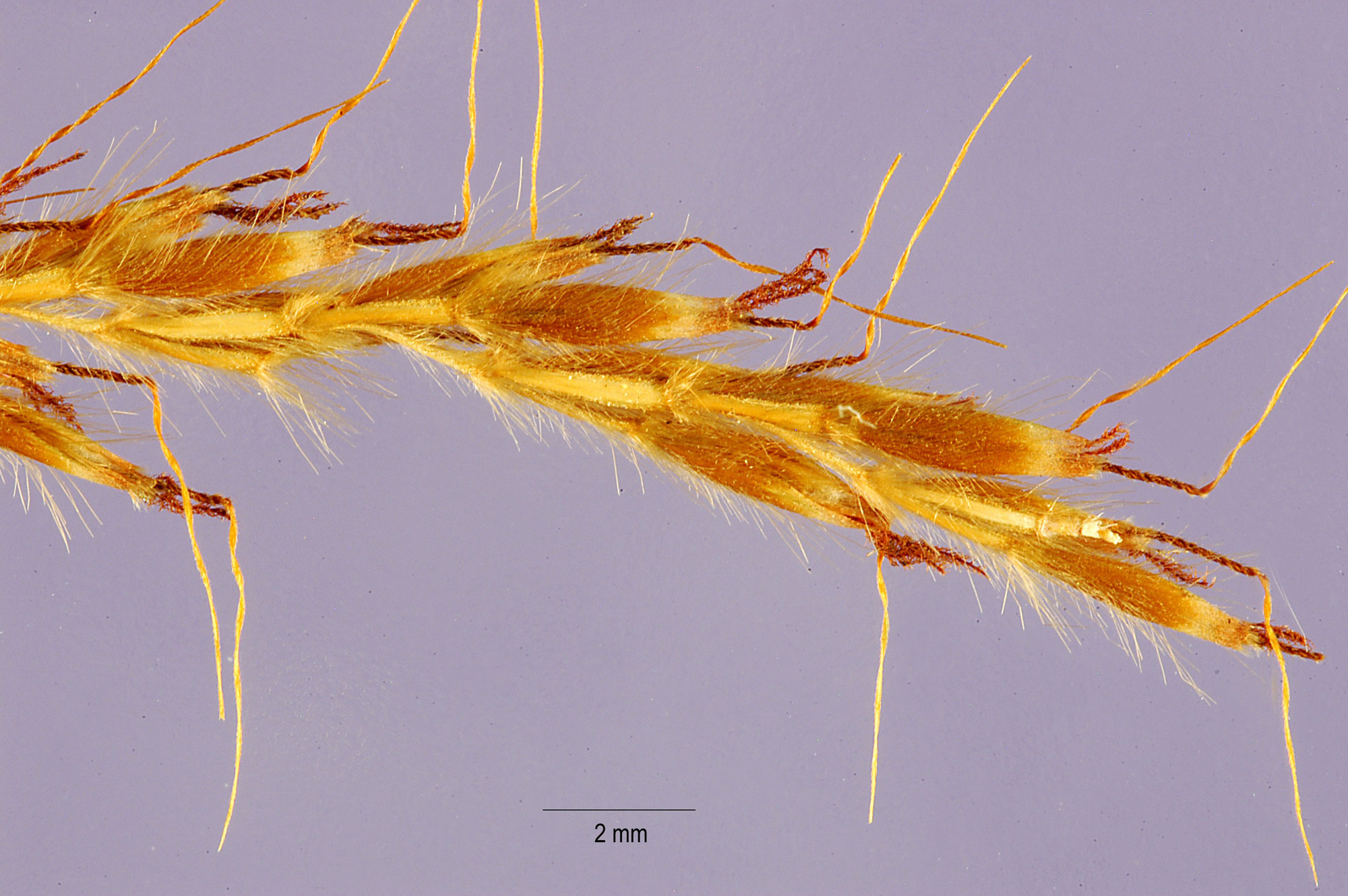 Photograph of an inflorescence of Java grass. The photo shows the top of an inflorescence, with its apex to the right. The spikelets are dry and brown and organized on a yellow, zig-zagging stalk. The spikelets have awns, each with a red, twisted base and long, yellow extension oriented horizontally. The whole structure has hairs.