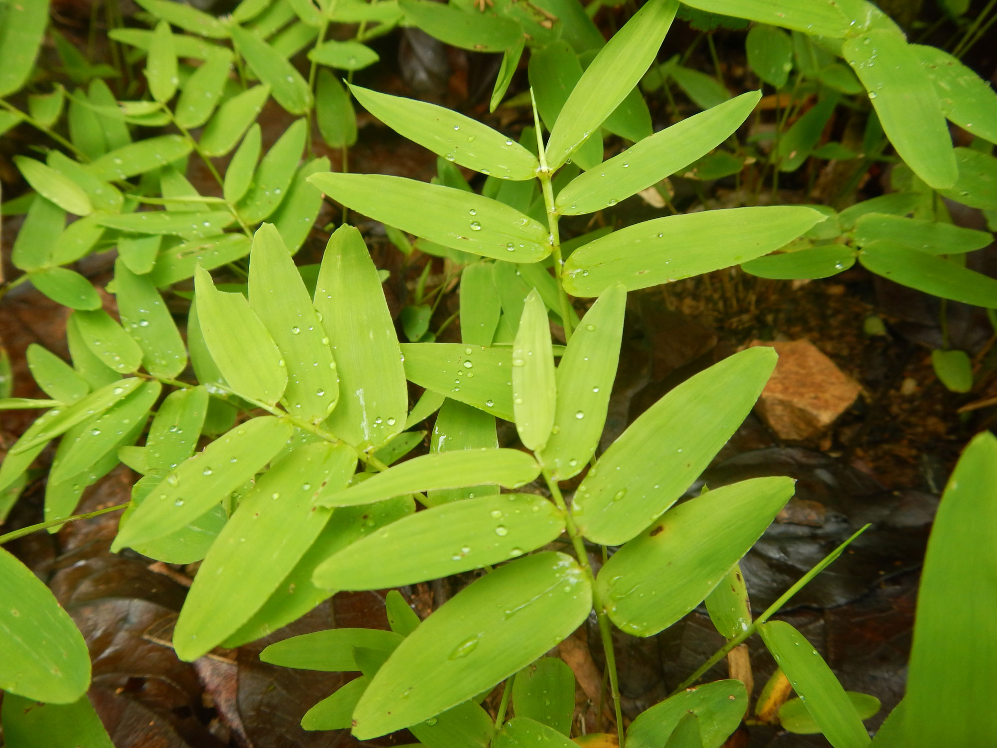 Photograph of a herbaceous bamboo in Brazil. The photo shows small bamboo plants growing near the ground, each with a delicate green stem bearing alternately arranged ovate leaves with rounded tips.