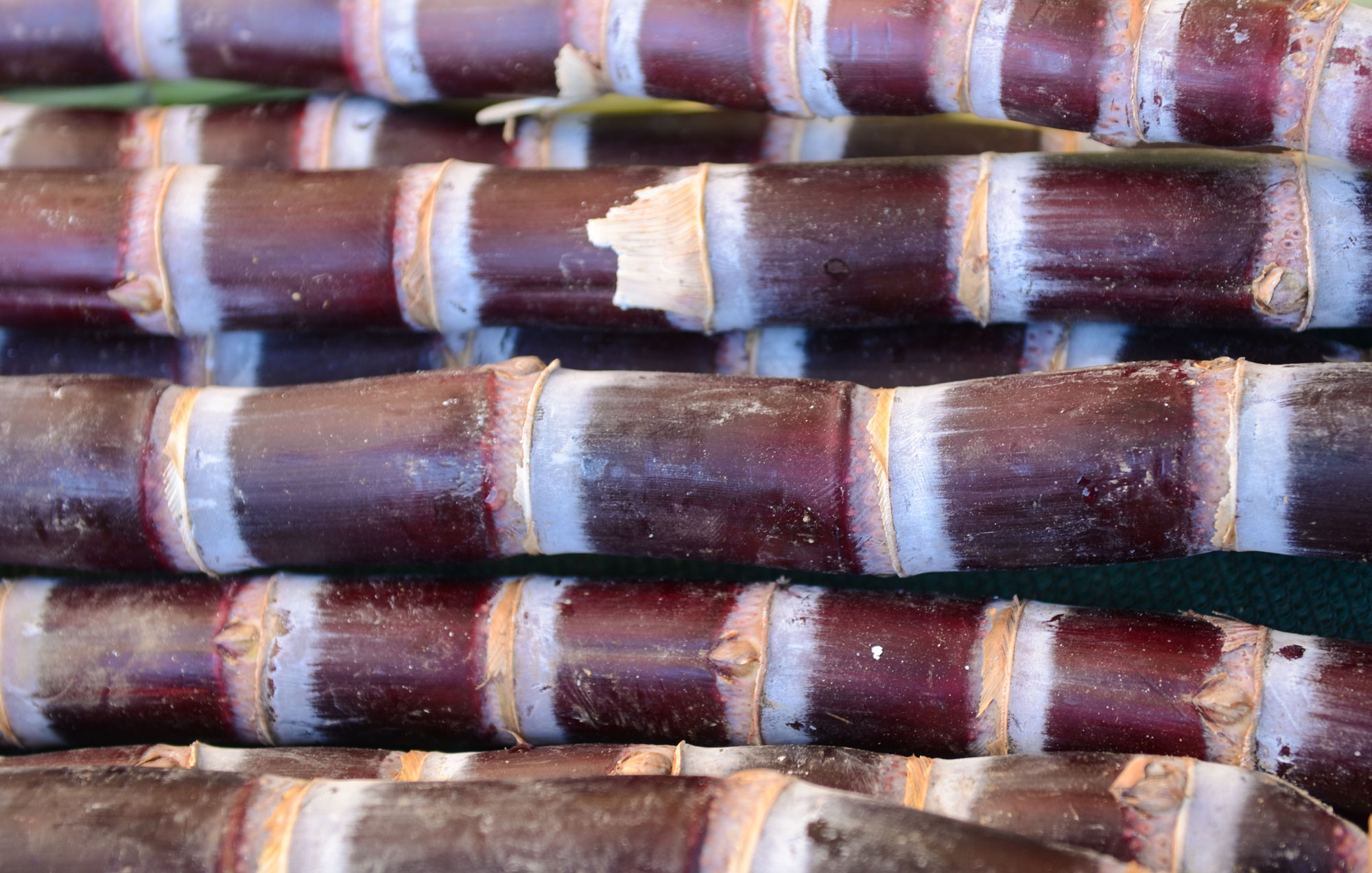 Photograph of sugar cane for sale at a farmers market. The photo shows a close-up of sugar cane stalks. The are maroon at the internodes and nearly white near the nodes.
