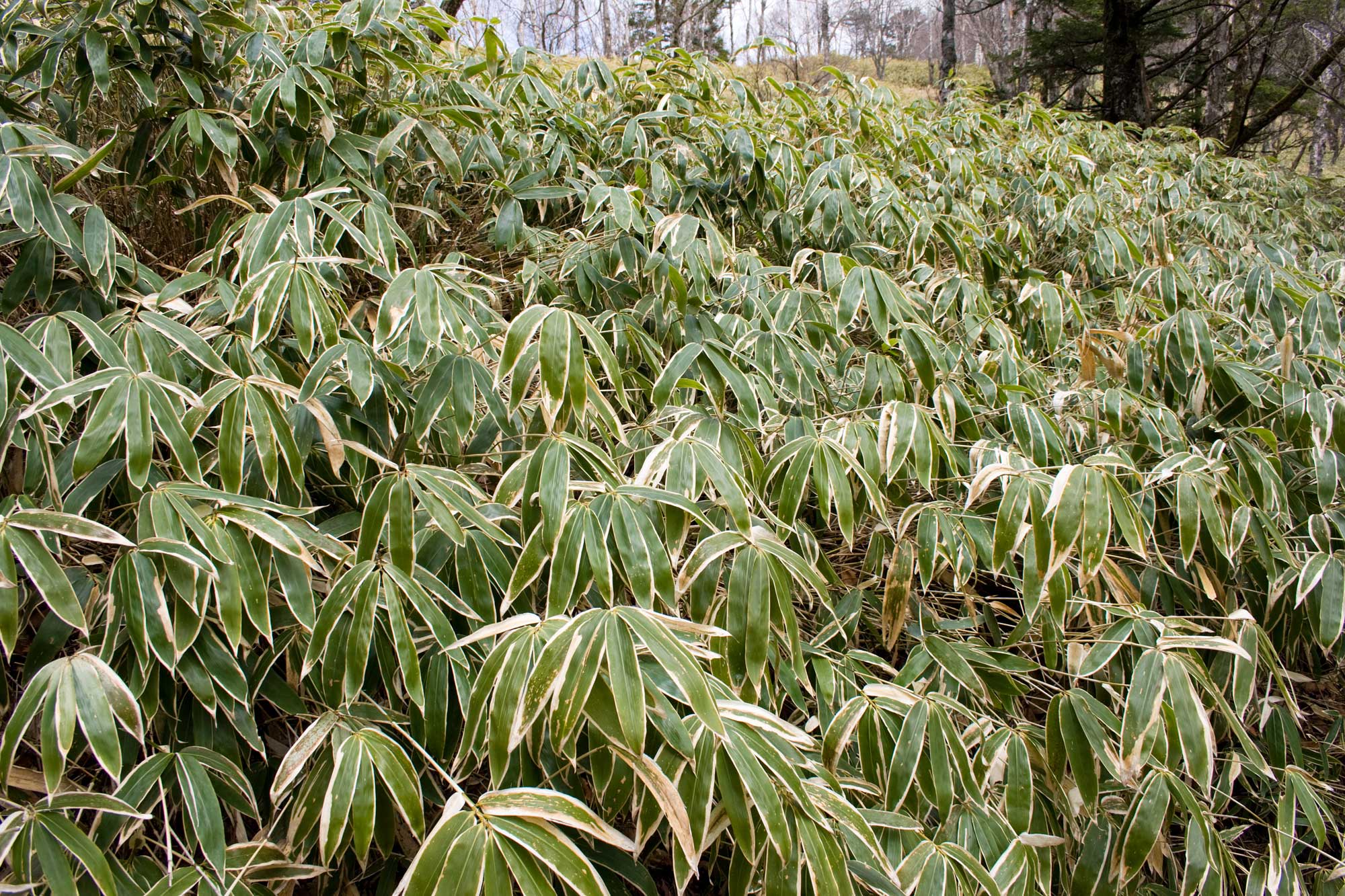 Photograph of a kumazasa, a type of temperate woody bamboo. The photo shows dense bamboo foliage. Each group of leaves is clustered at the end of a thin stem. The leaves are green with off-white margins.