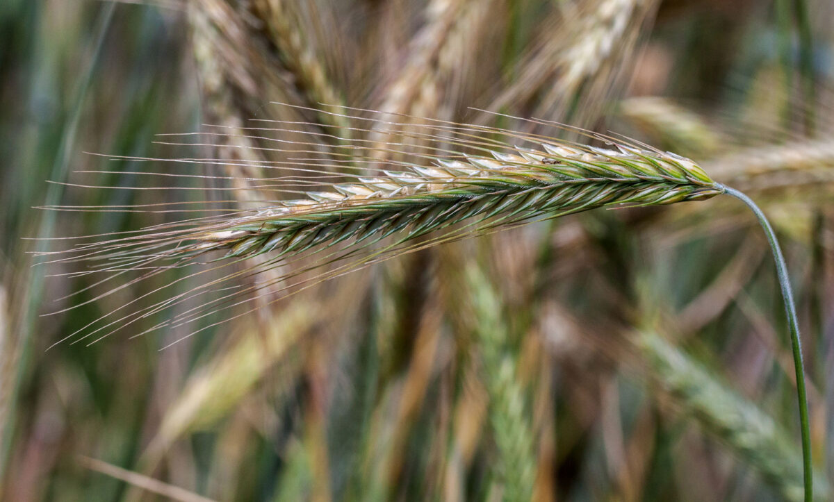 Photograph of a rye inflorescence. The inflorescence is bent at a right angle to the stem, with the tip of the inflorescence pointing left. The spikelets that make up the inflorescence have long awns.