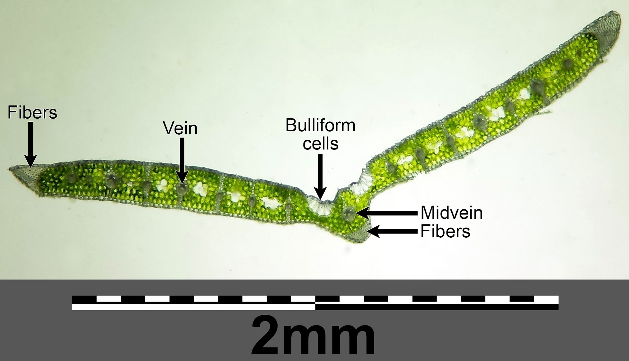 Photograph of a fresh cross section of a blue moor grass leaf; this leaf is not stained. The photo shows a thin leaf with a large midvein that projects from the underside of the leaf. Nest of fibers occur at the sides of the leaf and beneath the midvein. Multiple vascular bundles occur in a line to either side of the midvein. Each vascular bundle has a band of thick walls cells extending to the upper and lower surfaces of the leaf. The mesophyll tissue is green.