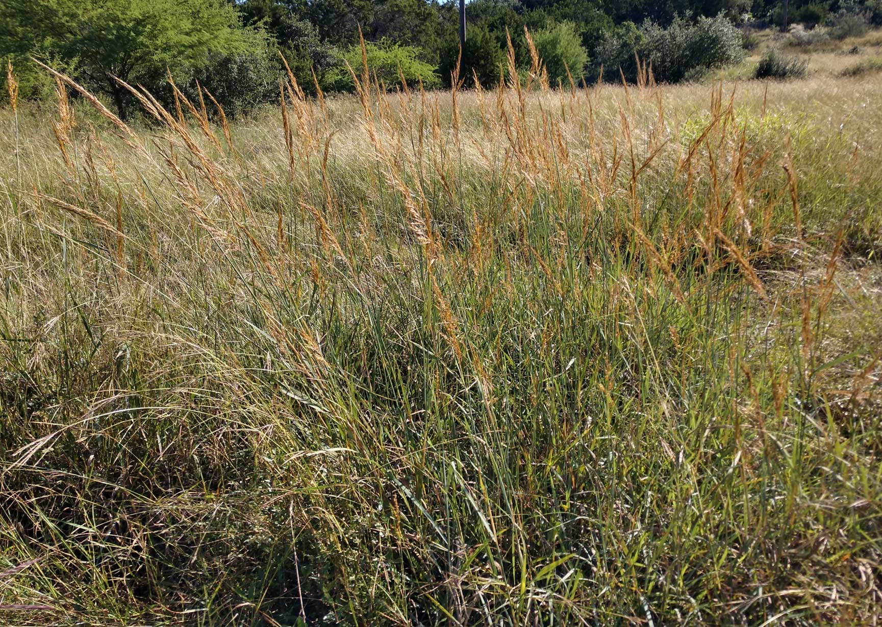 Photograph of Indiangrass. The photo shows long grass with feathery yellow inflorescences growing in an open field.