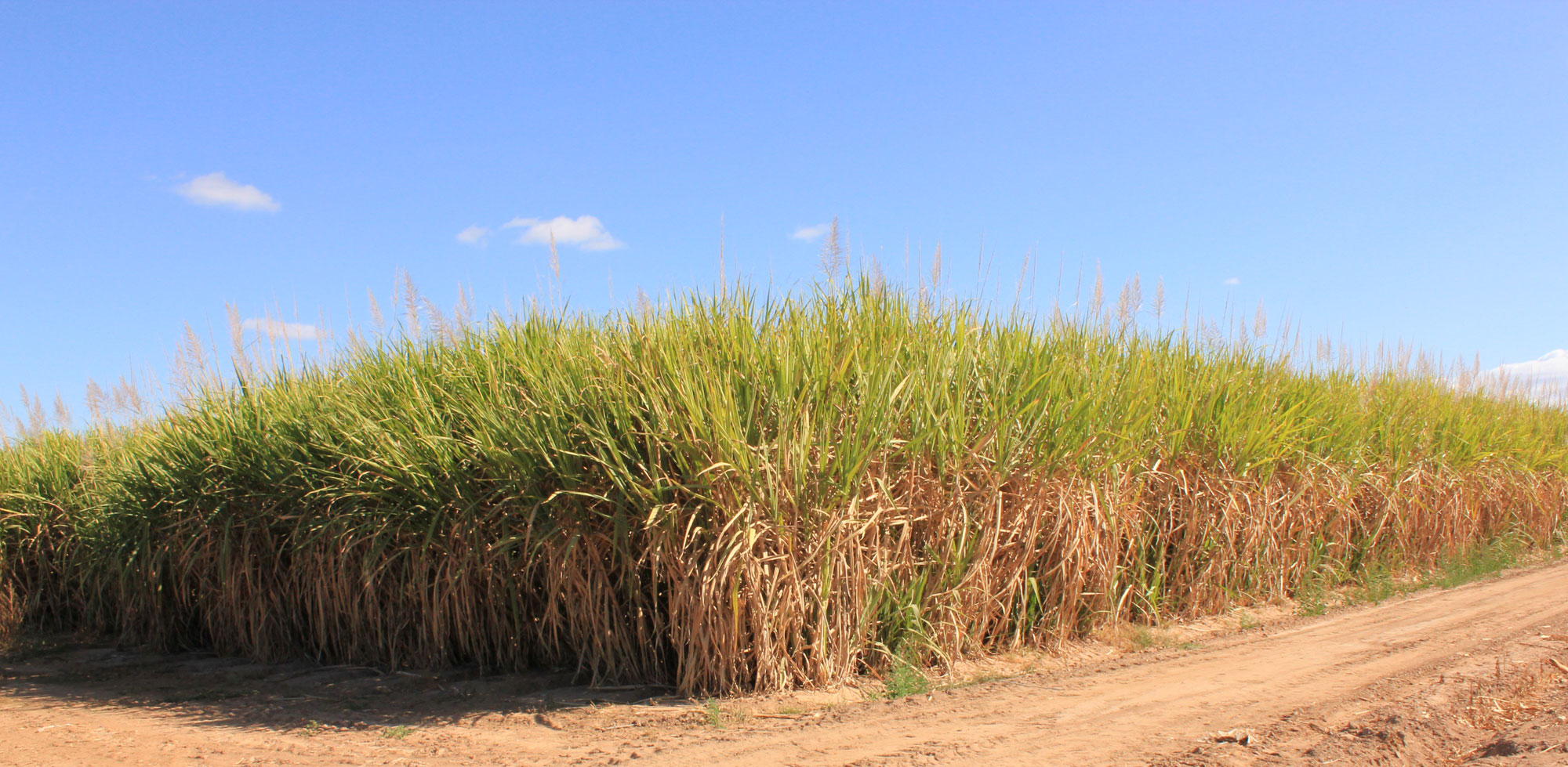 Photograph of a field of cultivated sugarcane in Australia. The sugarcane is in a dense planting with a dirt road running along its edge. The grasses are yellowish at the base, green near their tops. 