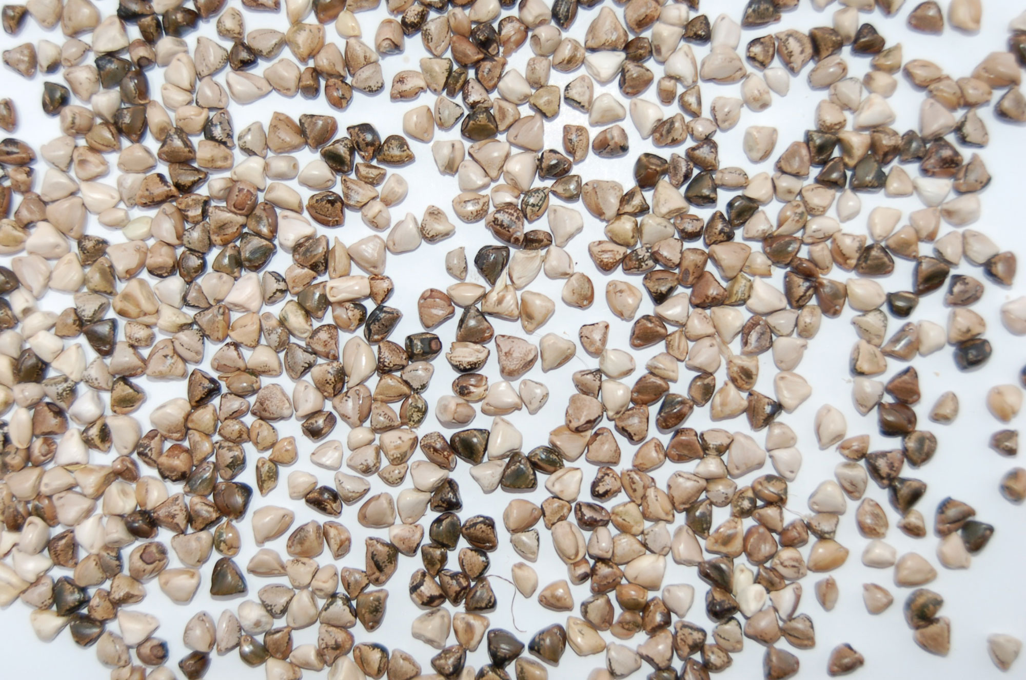 Photograph of teosinte kernels scattered on a white background. The photo shows numerous roughly triangular kernels that vary in color from off white to deep brown.